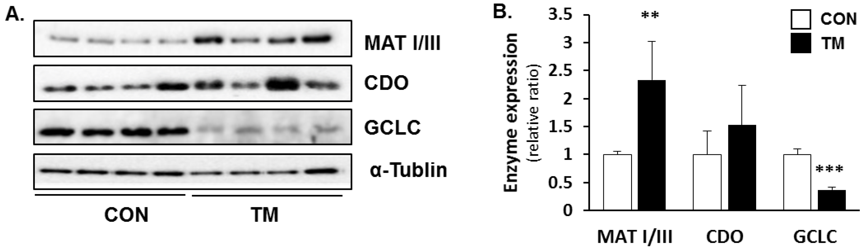 Ijms 19 04114 g005 Ijms 19 04114 g005