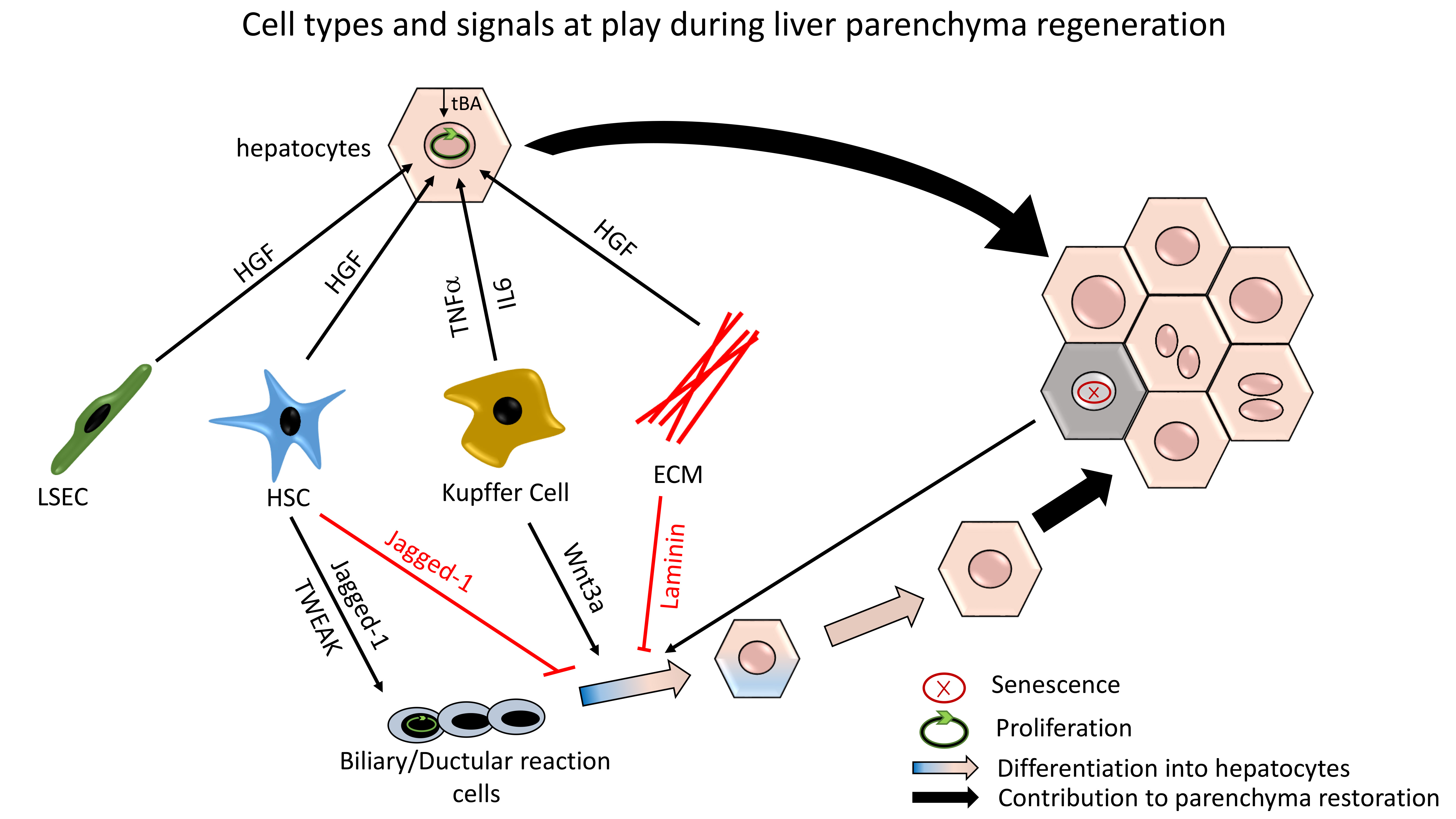 Ijms Free Full Text Liver Regeneration Different Sub Populations | Free ...