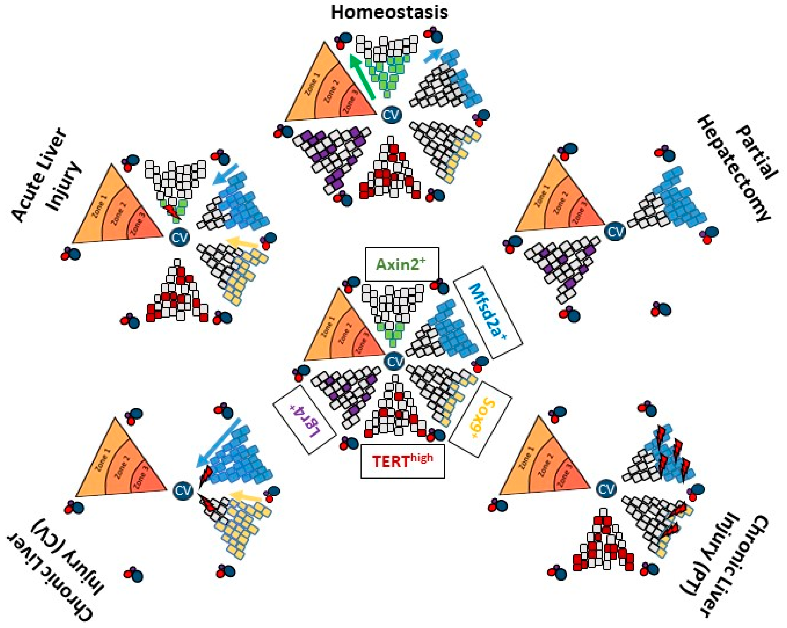 Ijms 19 04115 g001 Ijms 19 04115 g001