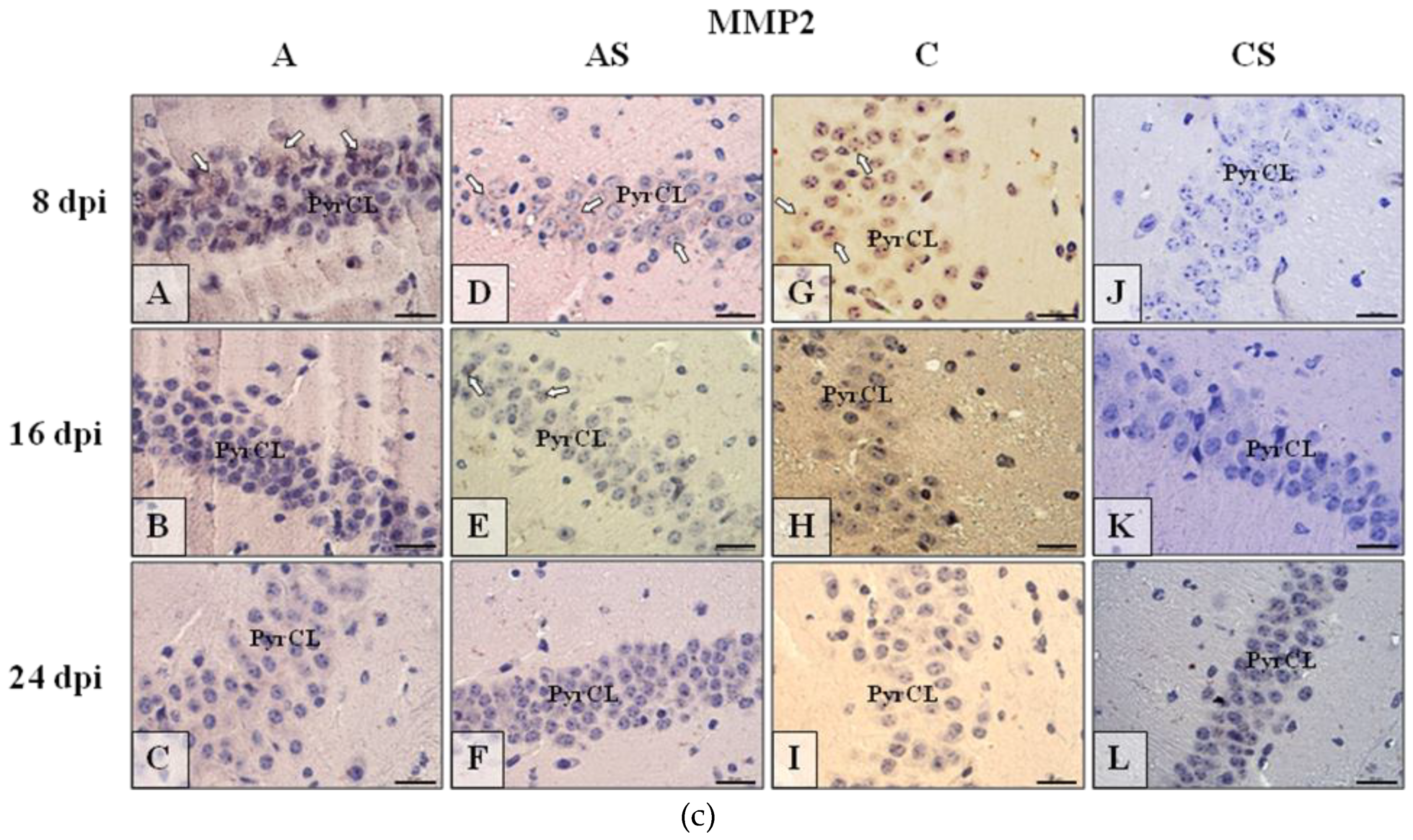 Ijms 19 04128 g005b Ijms 19 04128 g005b