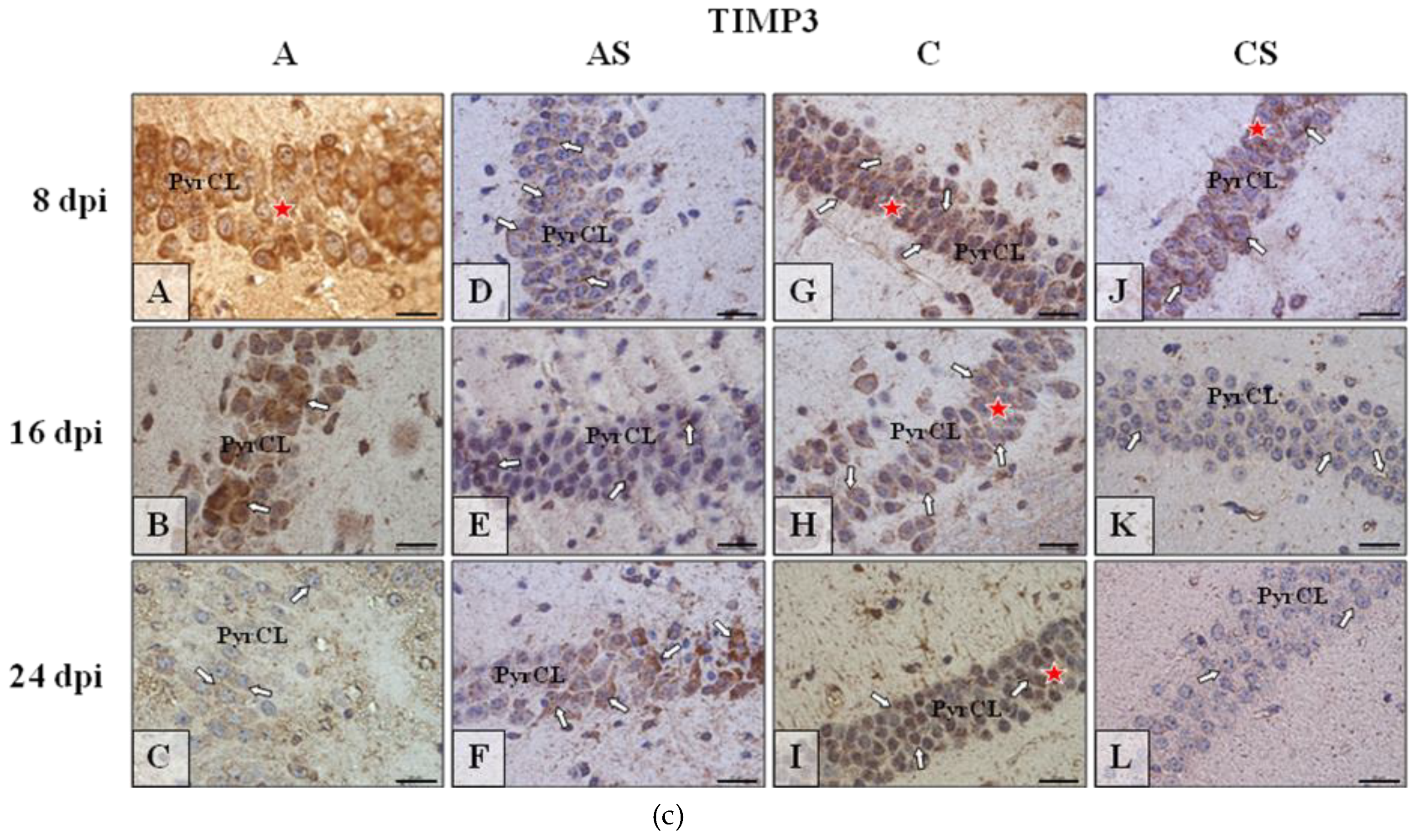 Ijms 19 04128 g008b Ijms 19 04128 g008b