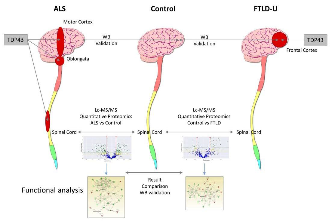 Amyotrophic Lateral Sclerosis and the Frontotemporal Dementias