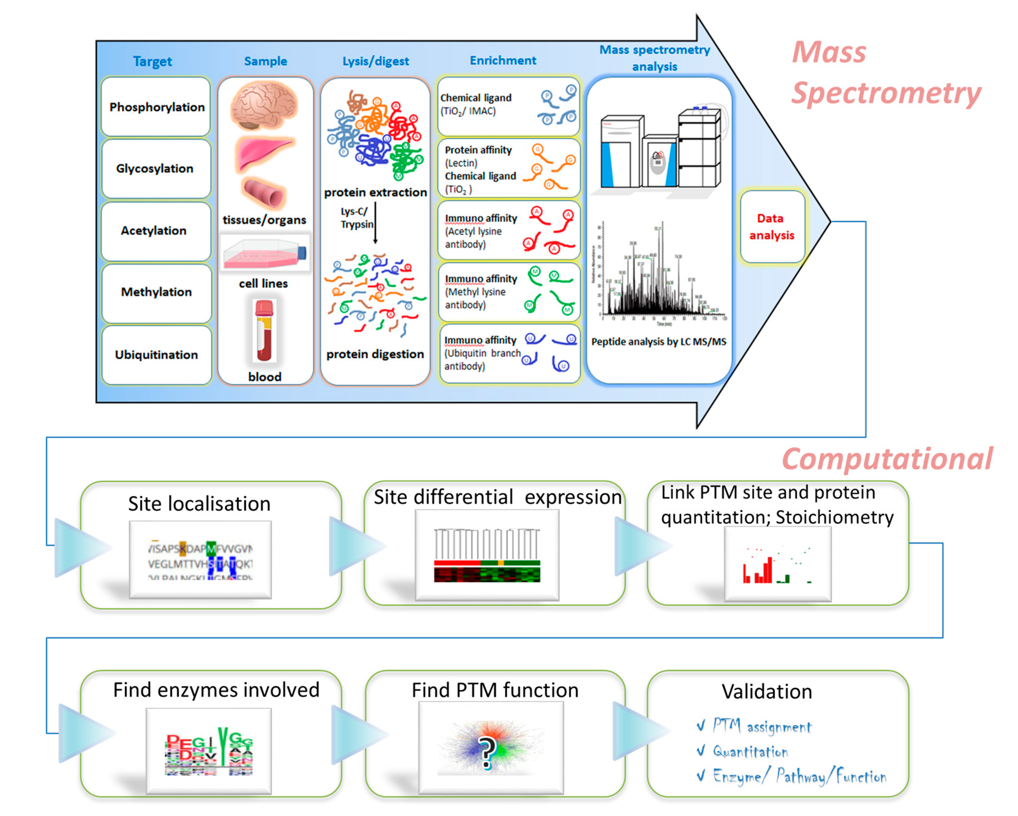 IJMS | Free Full-Text | Clinically Relevant Post-Translational Modification  Analyses—Maturing Workflows and Bioinformatics Tools