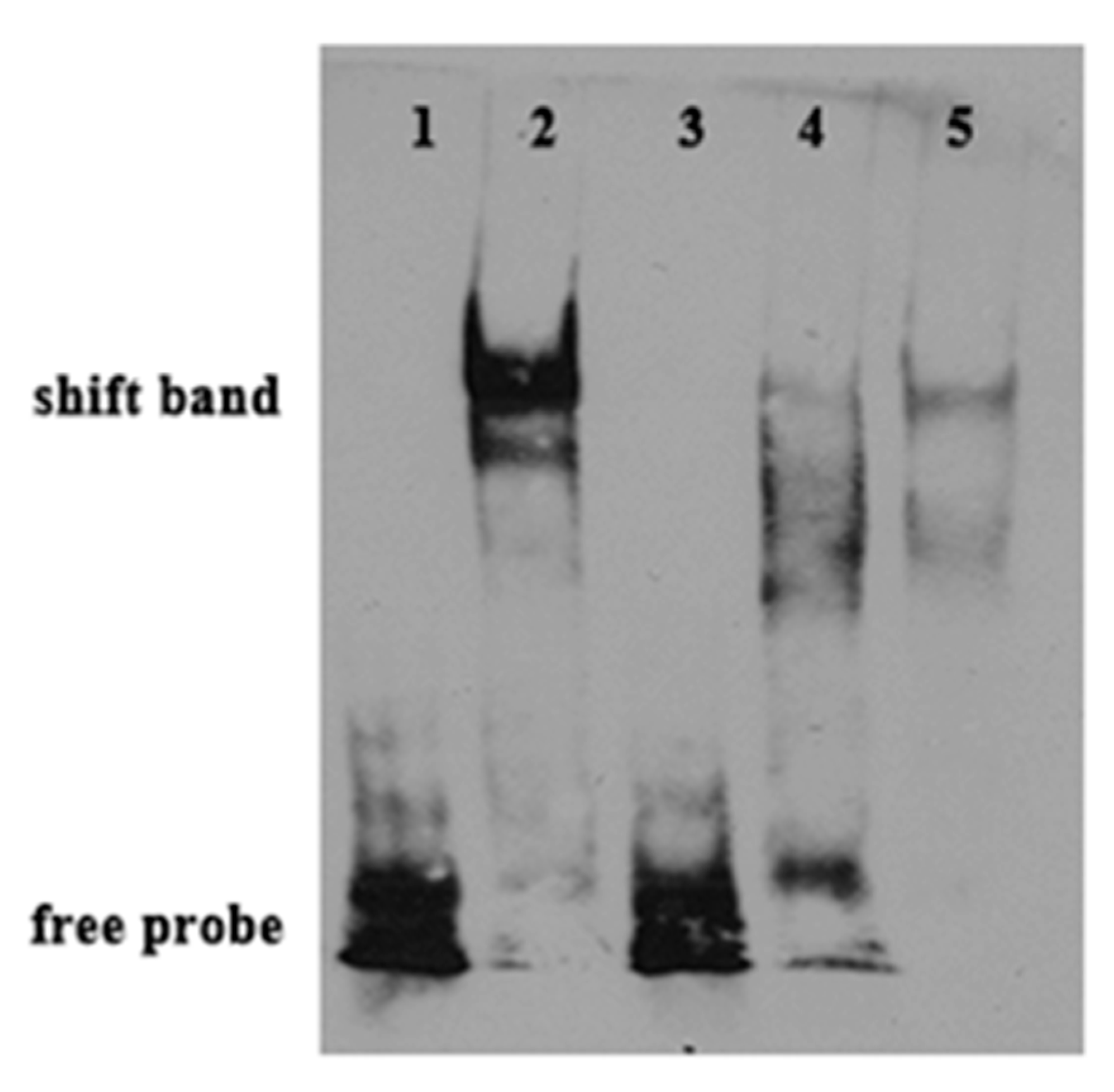 Ijms 20 00023 g008 Ijms 20 00023 g008