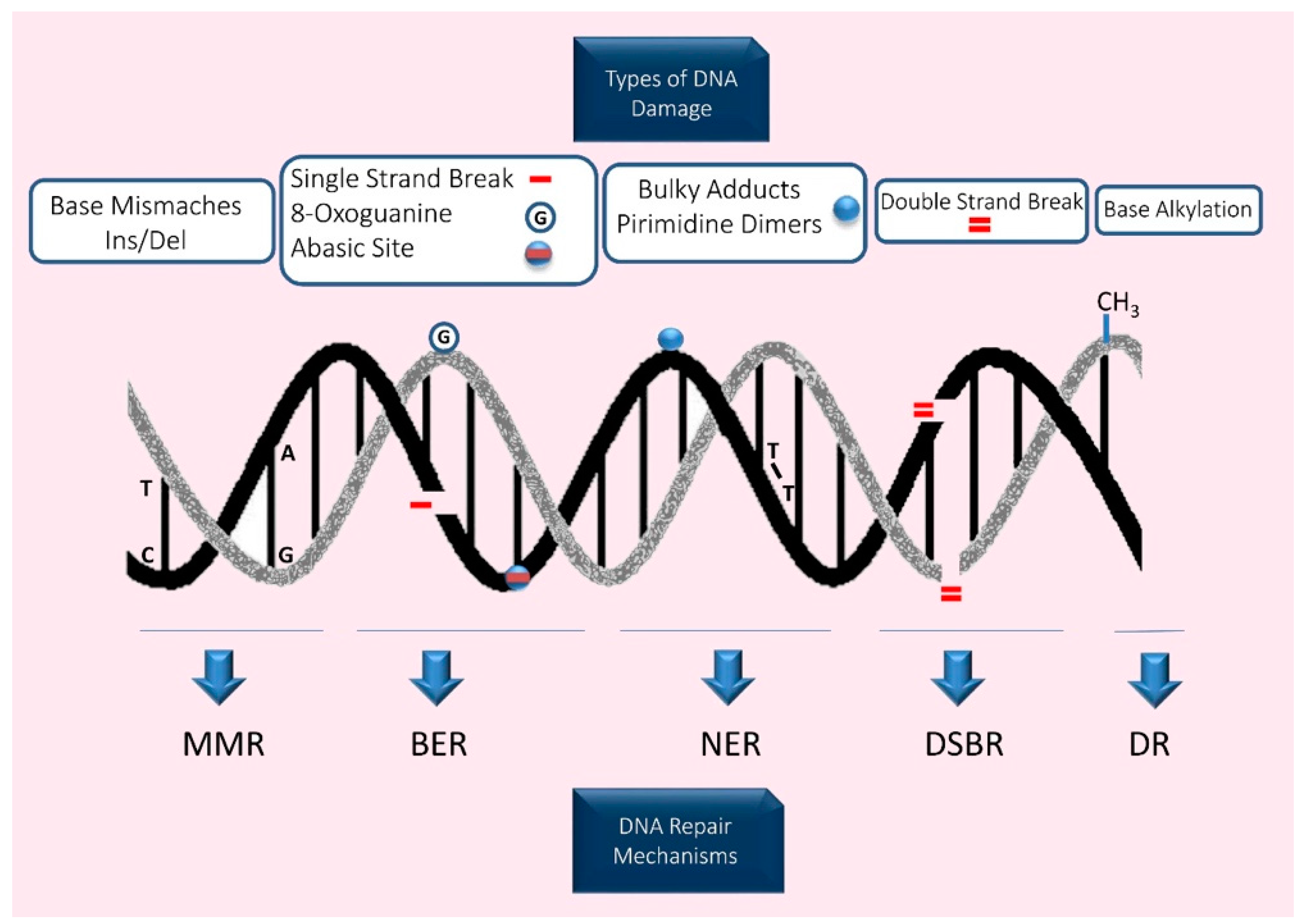Ijms 20 00031 g002 Ijms 20 00031 g002