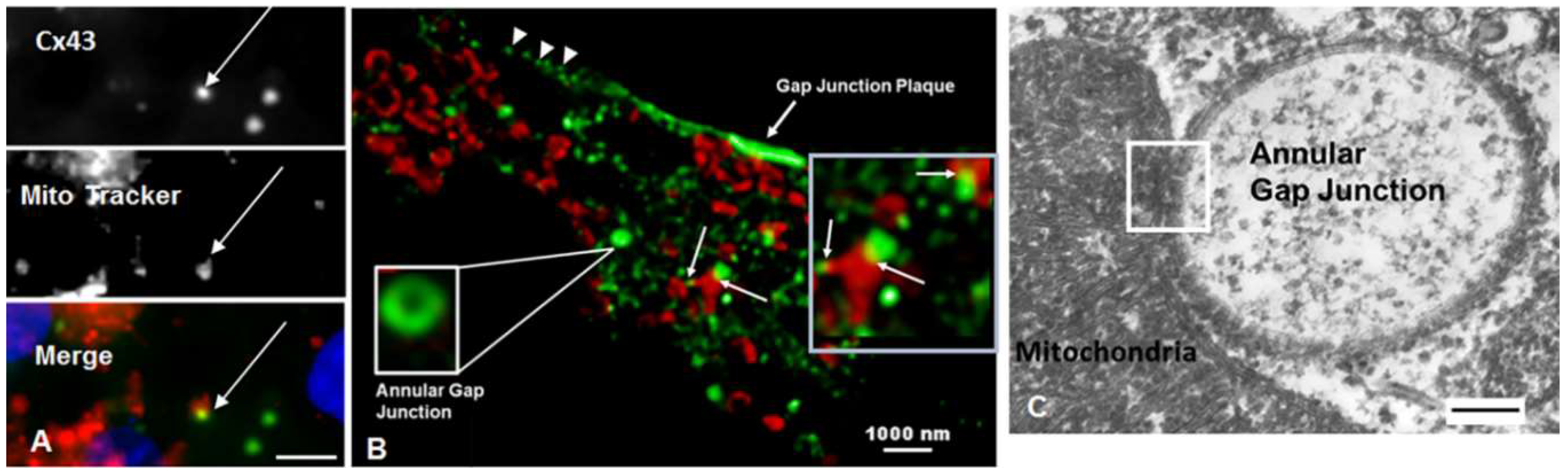 Ijms 20 00044 g004 Ijms 20 00044 g004