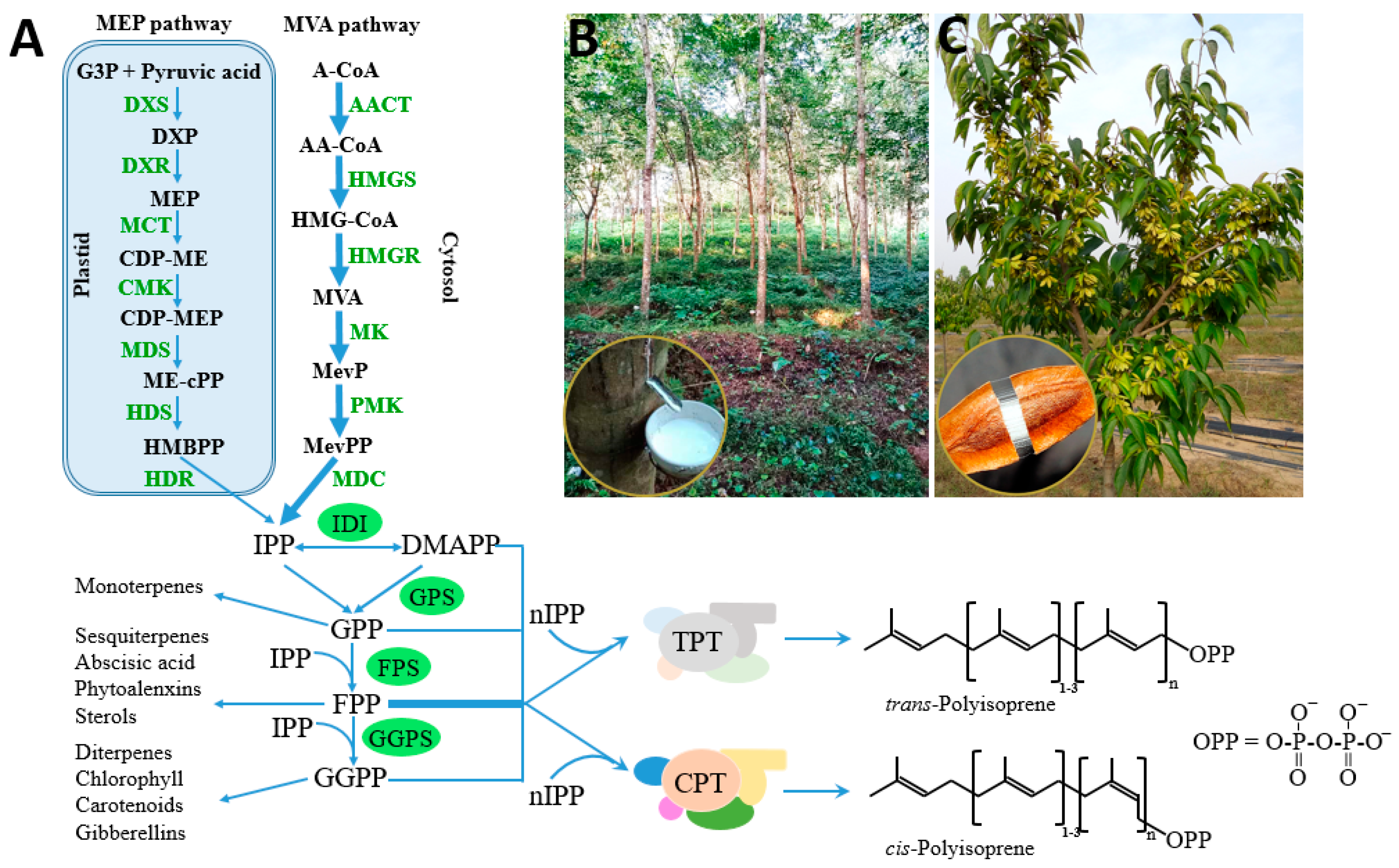 Kwaadaardig stam Goederen IJMS | Free Full-Text | Biosynthesis of Natural Rubber: Current State and Perspectives Kwaadaardig stam Goederen IJMS | Free Full-Text | Biosynthesis of Natural Rubber: Current State and Perspectives