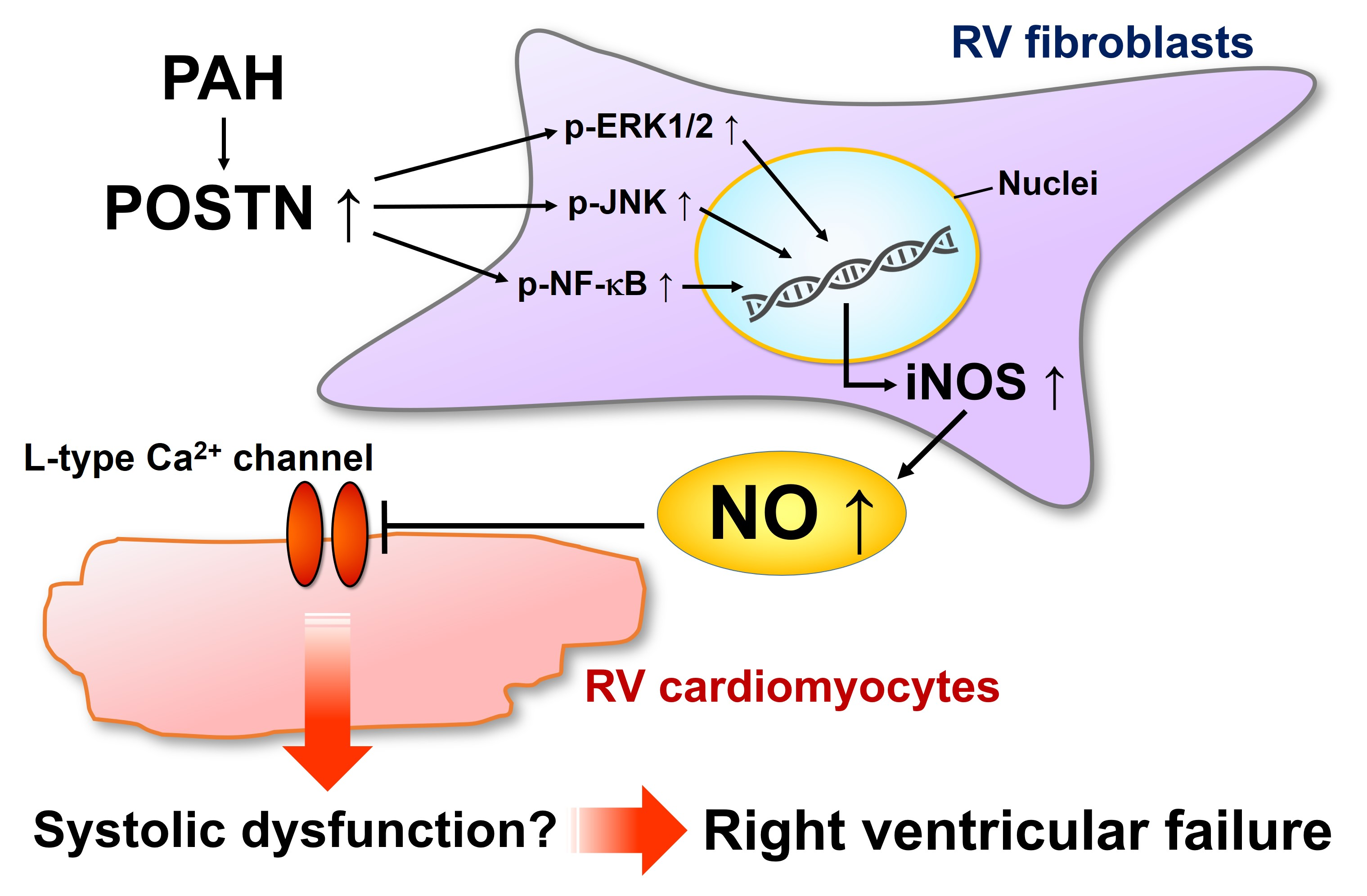 IJMS Free FullText Periostin Mediates Right Ventricular Failure