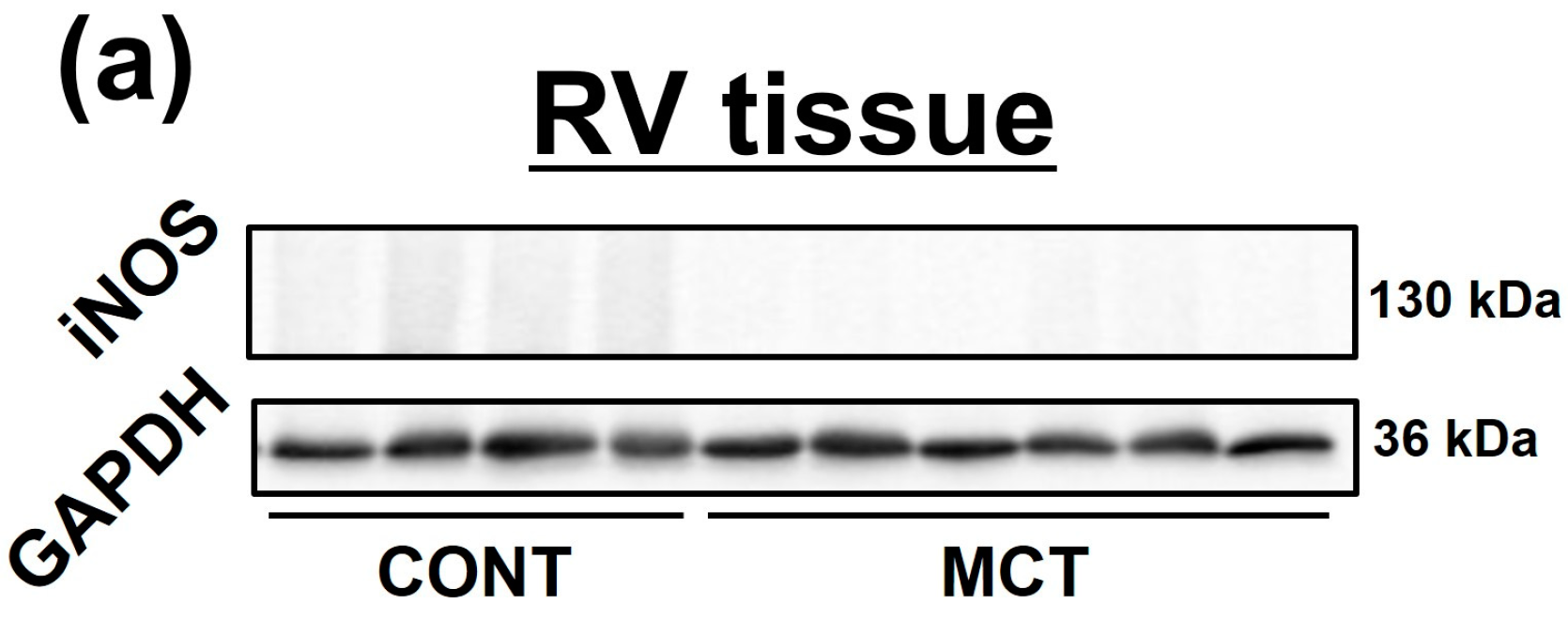 Ijms 20 00062 g002a Ijms 20 00062 g002a