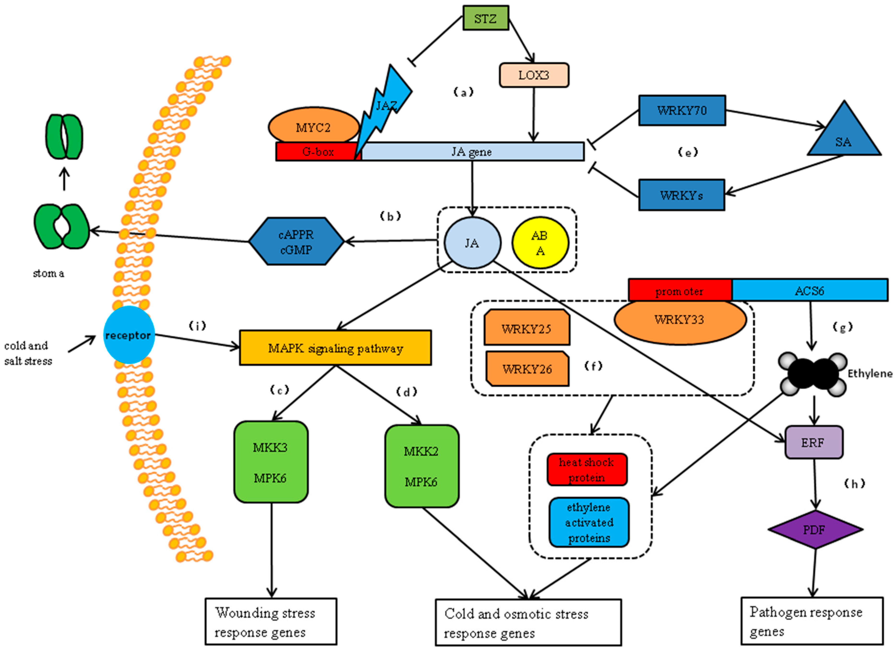 Ijms 20 00068 g005 Ijms 20 00068 g005