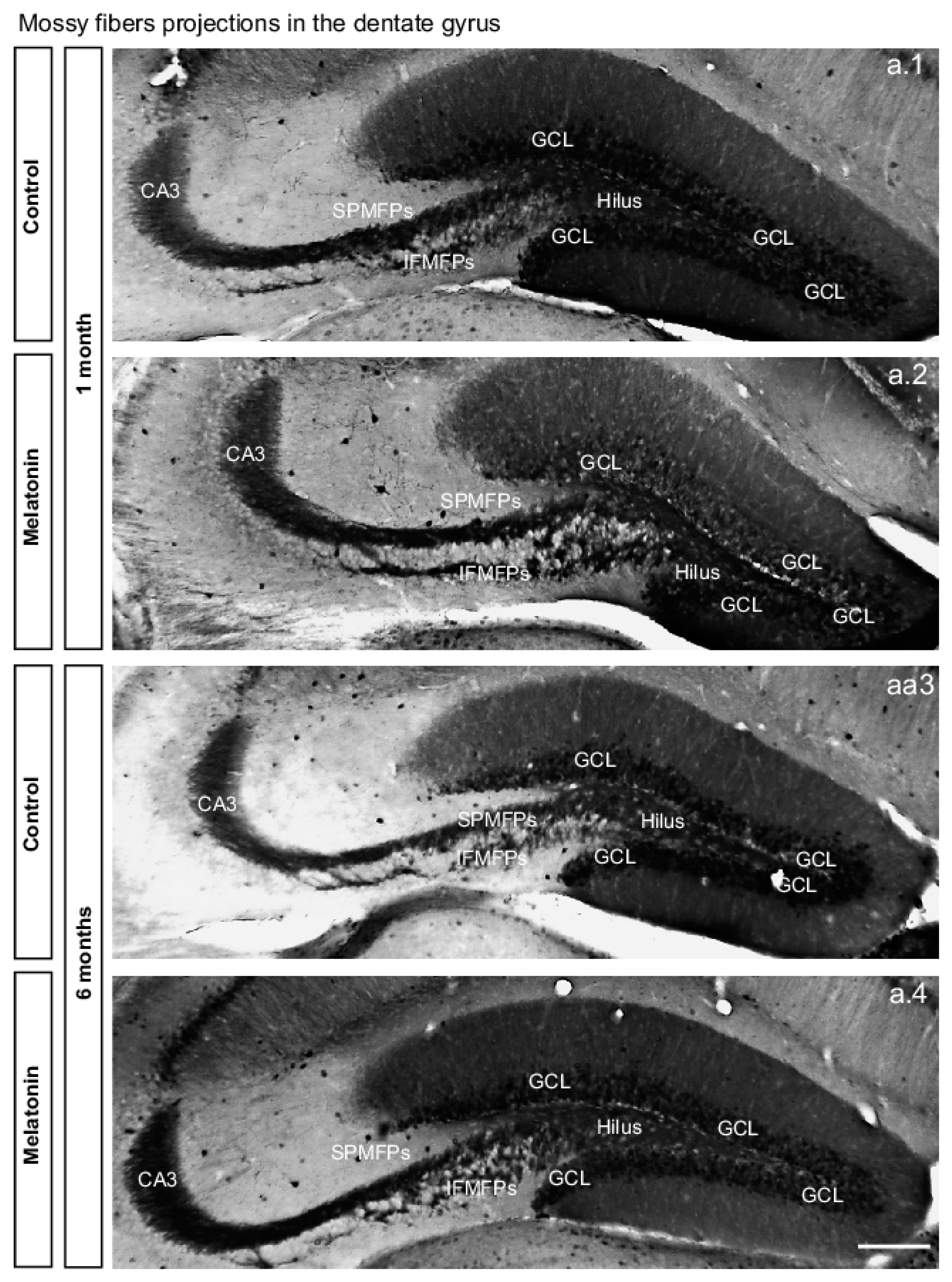 Ijms 20 00073 g004 Ijms 20 00073 g004