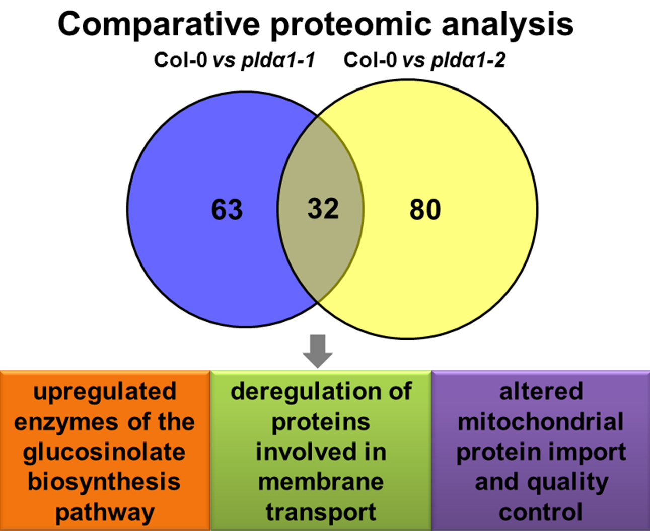 Ijms Free Full Text Shot Gun Proteomic Analysis On Roots Of Arabidopsis Plda1 Mutants Suggesting The Involvement Of Plda1 In Mitochondrial Protein Import Vesicular Trafficking And Glucosinolate Biosynthesis Html Ijms Free Full Text Shot Gun Proteomic Analysis On Roots Of Arabidopsis Plda1 Mutants Suggesting The Involvement Of Plda1 In Mitochondrial Protein Import Vesicular Trafficking And Glucosinolate Biosynthesis Html