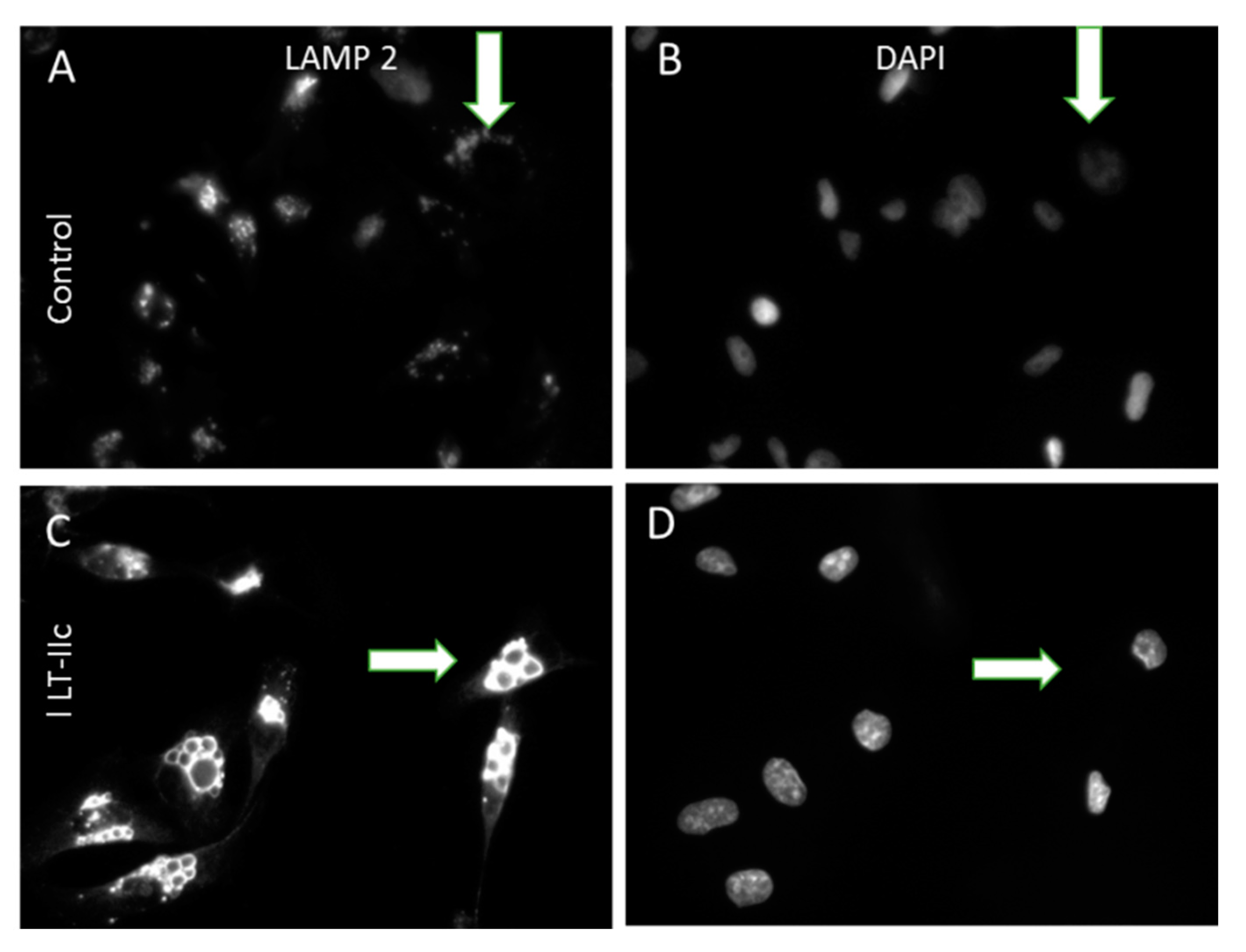 Ijms 20 00085 g004 Ijms 20 00085 g004