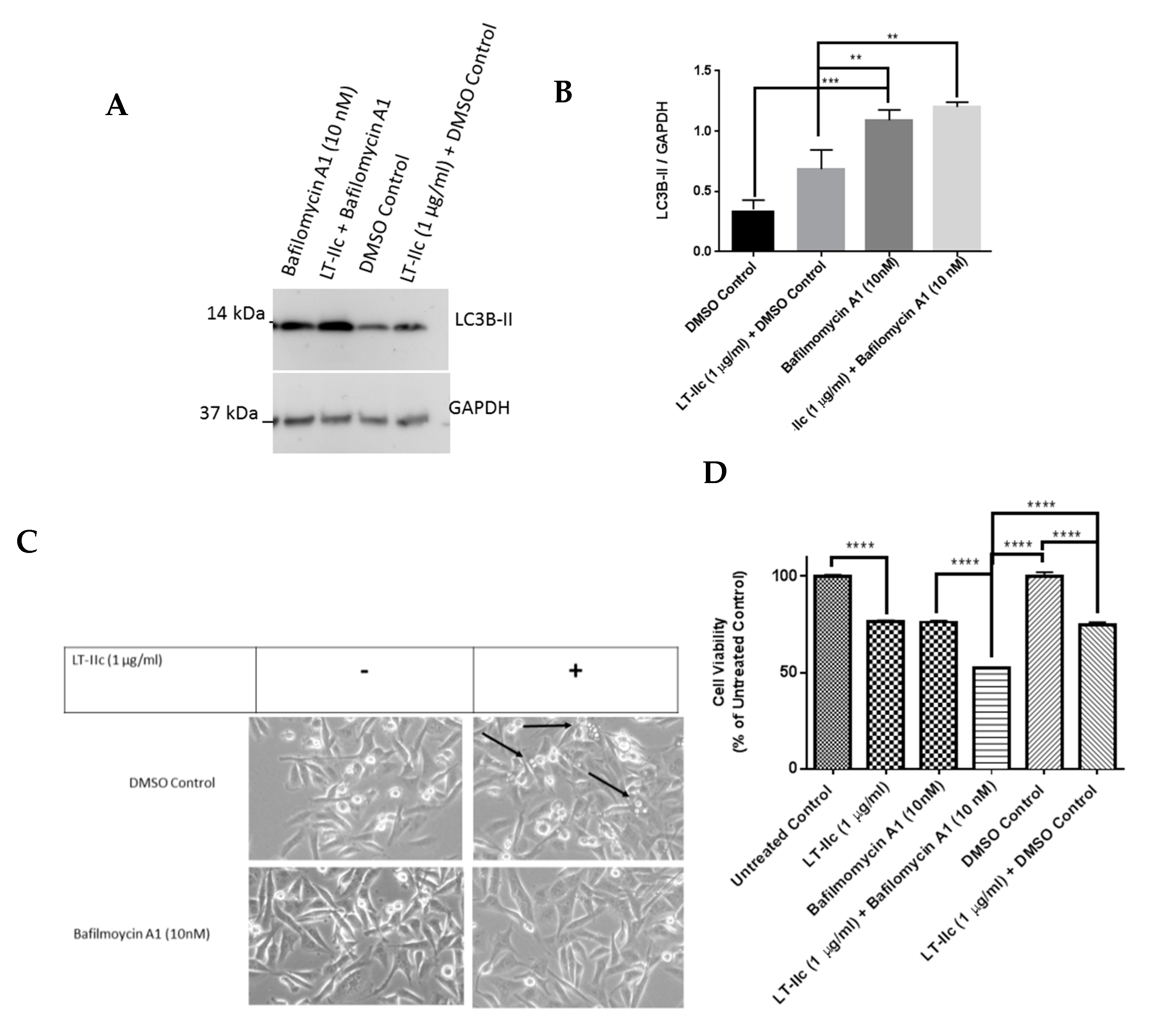 Ijms 20 00085 g006 Ijms 20 00085 g006