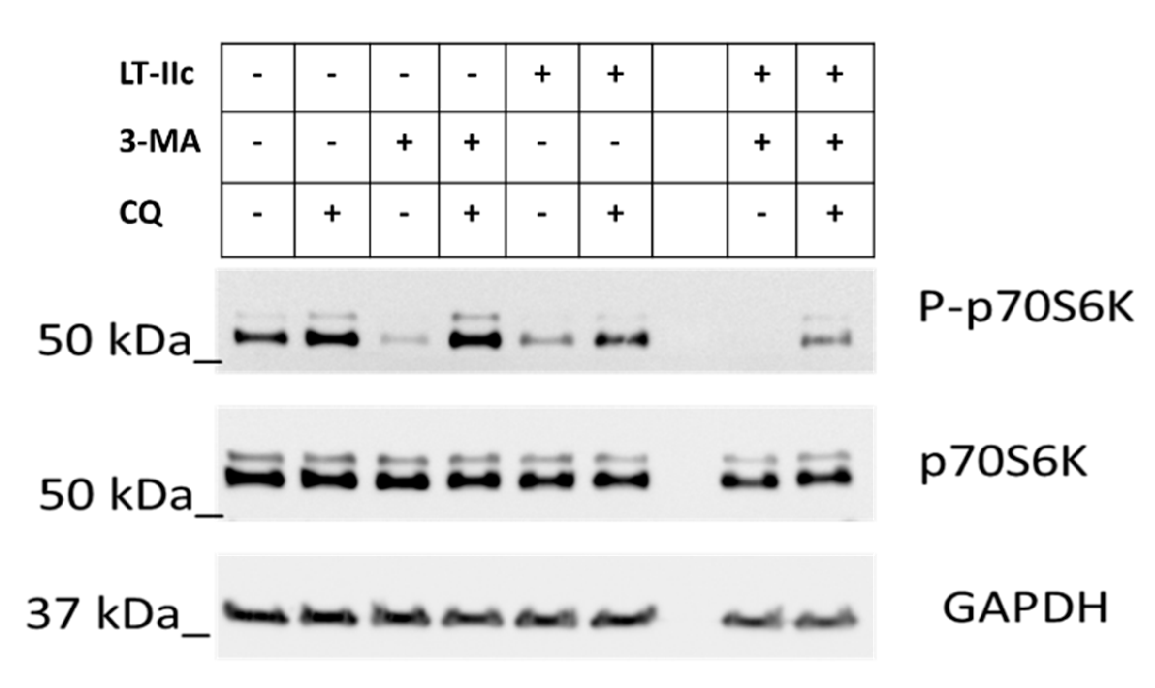 Ijms 20 00085 g007 Ijms 20 00085 g007