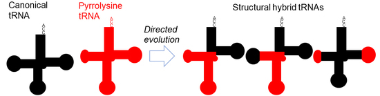 IJMS | Special Issue : Expanding and Reprogramming the Genetic Code