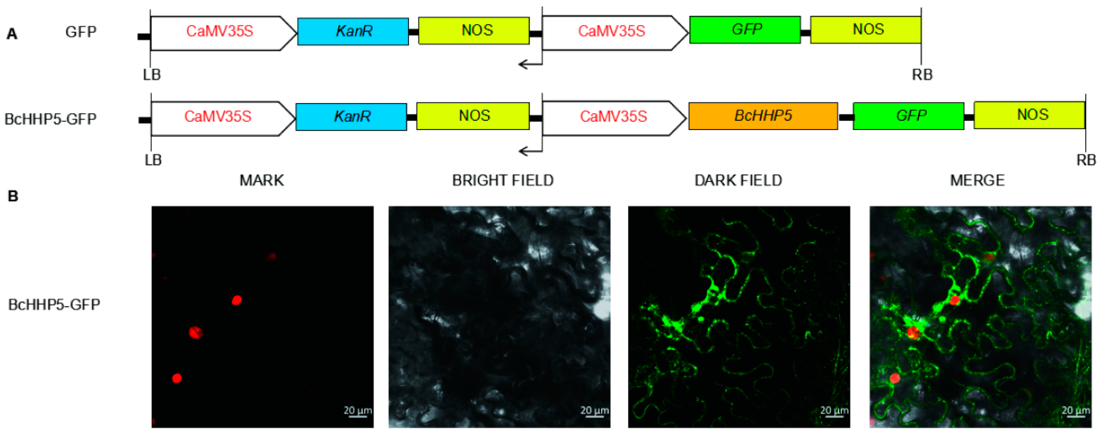 Ijms 20 00093 g006 Ijms 20 00093 g006