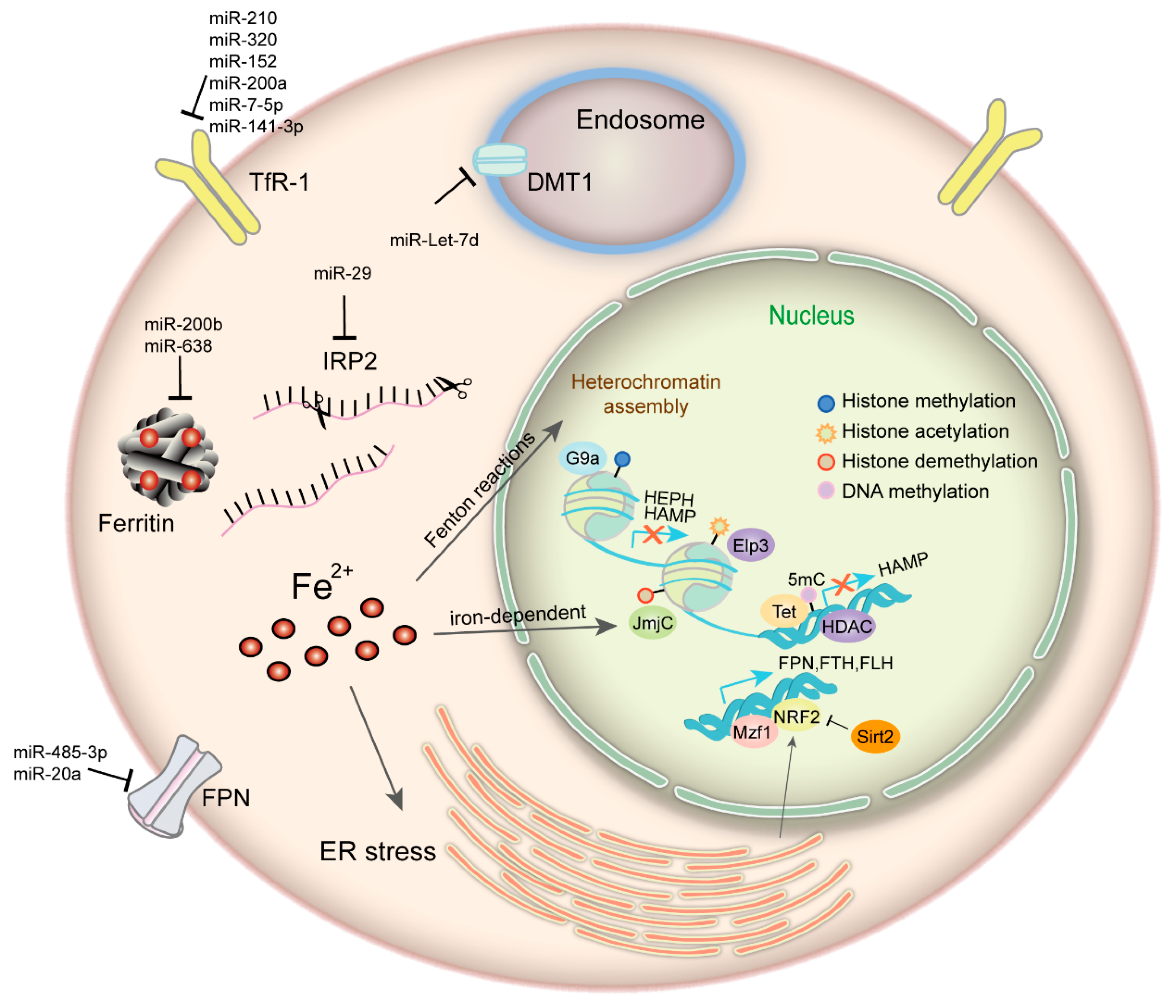 Ijms 20 00095 g001 Ijms 20 00095 g001