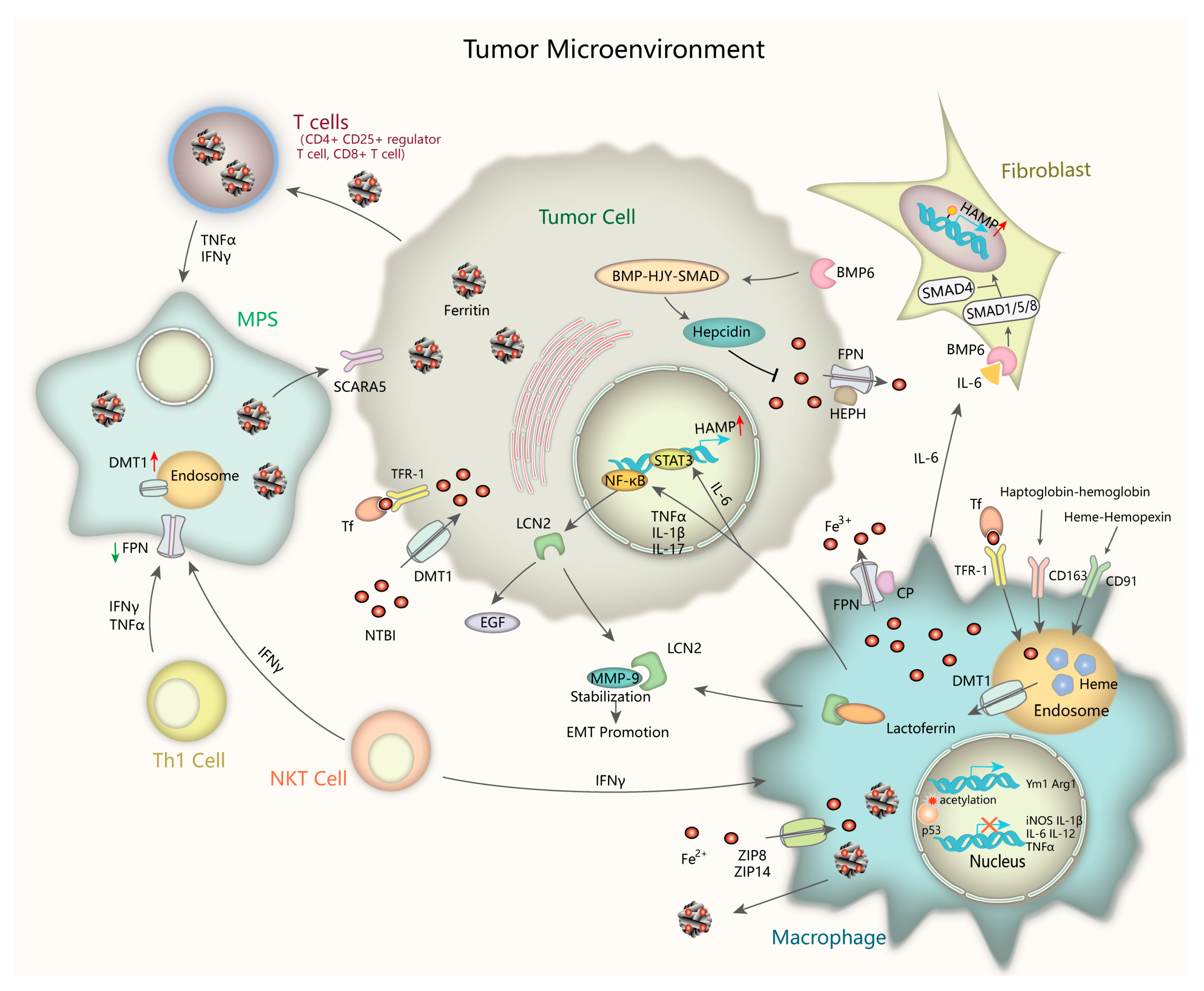 Ijms 20 00095 g002 Ijms 20 00095 g002