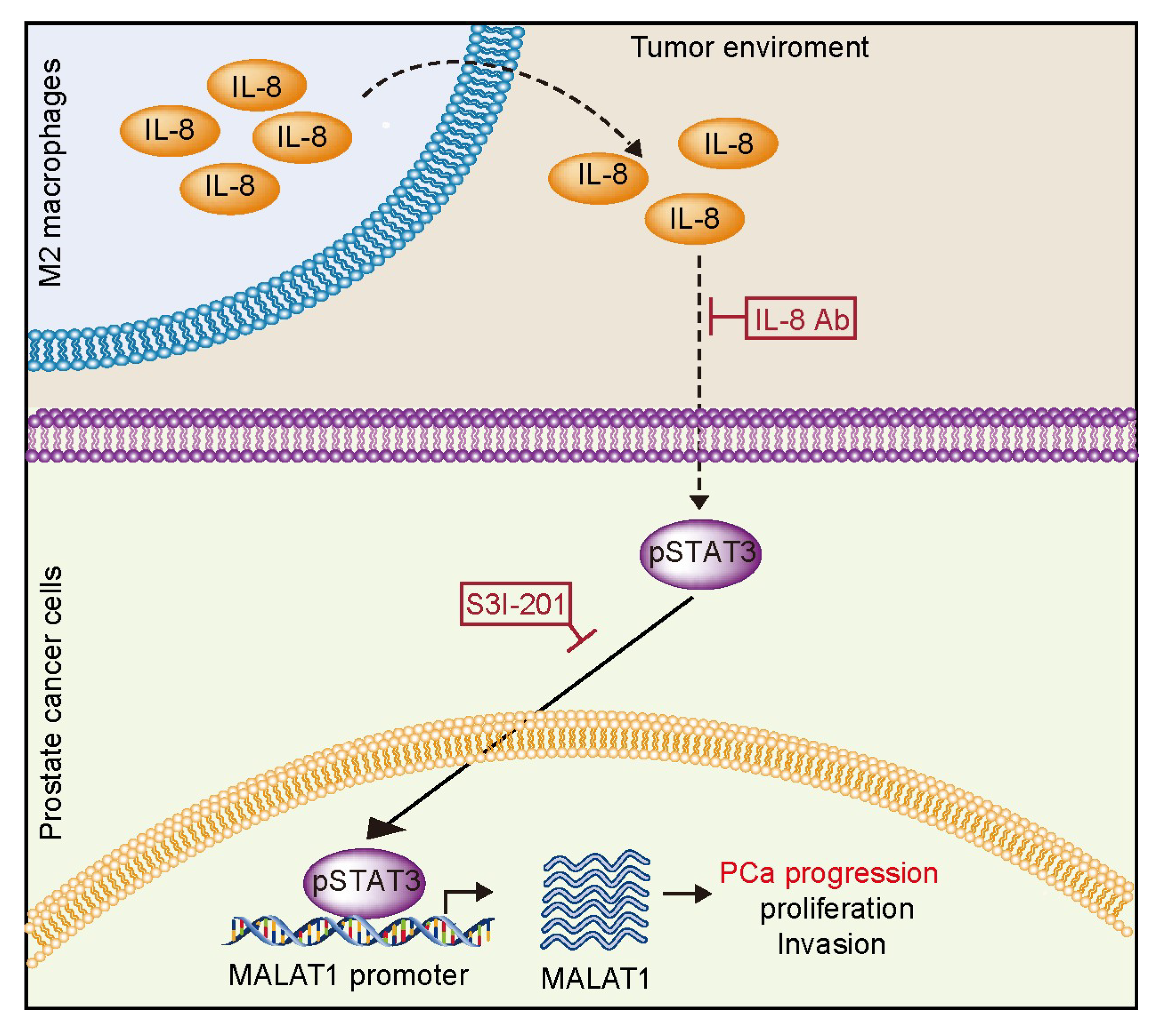 Ijms 20 00098 g006 Ijms 20 00098 g006