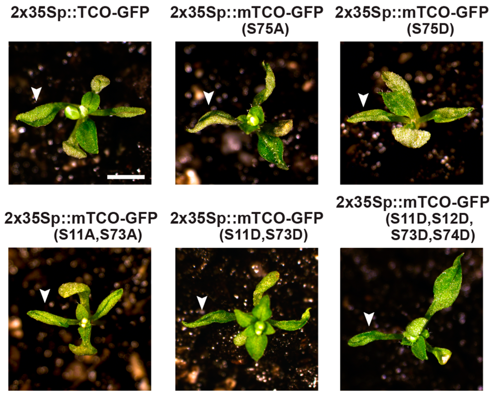 Ijms 20 00099 g008