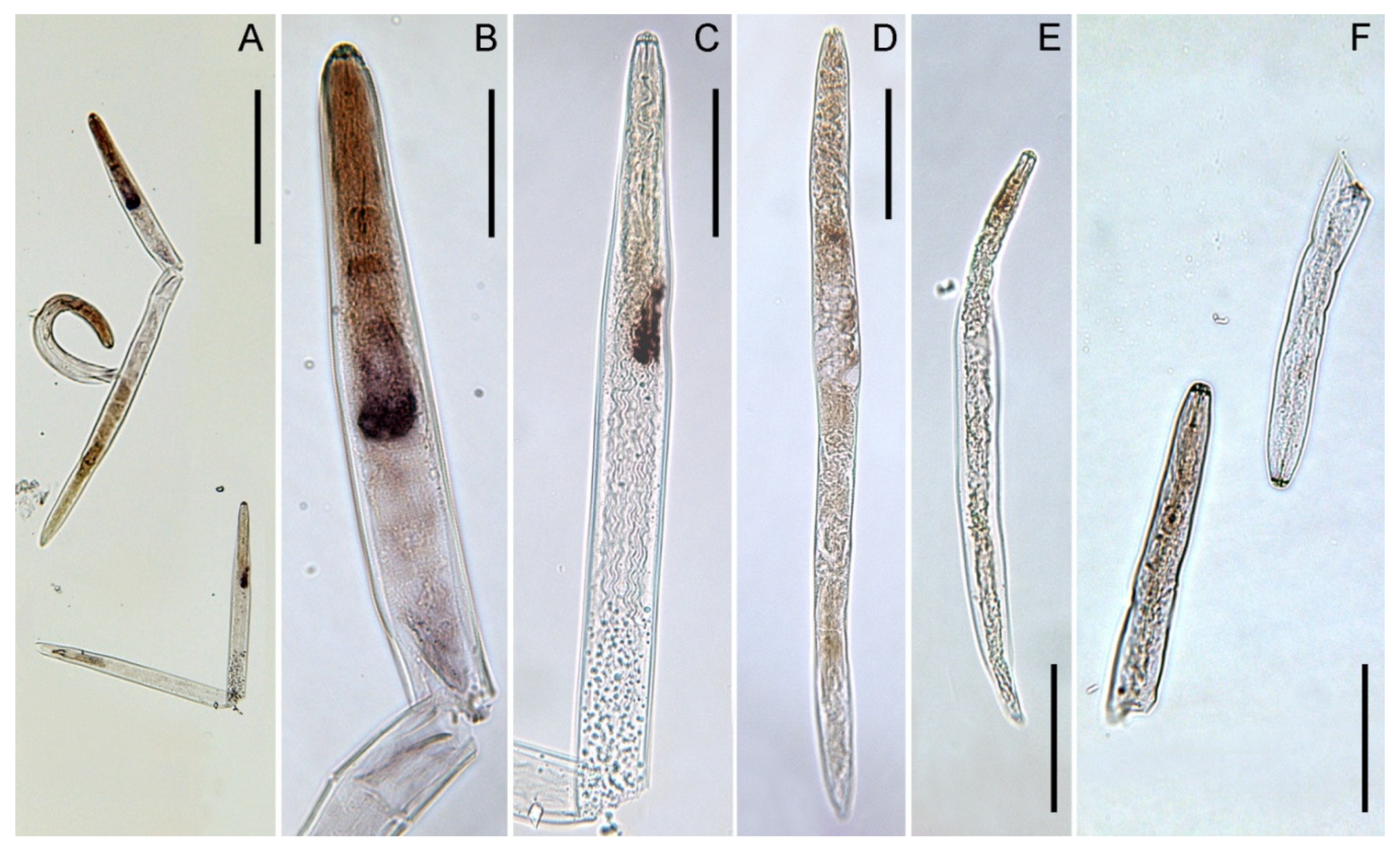 Ijms 20 00107 g004 Ijms 20 00107 g004