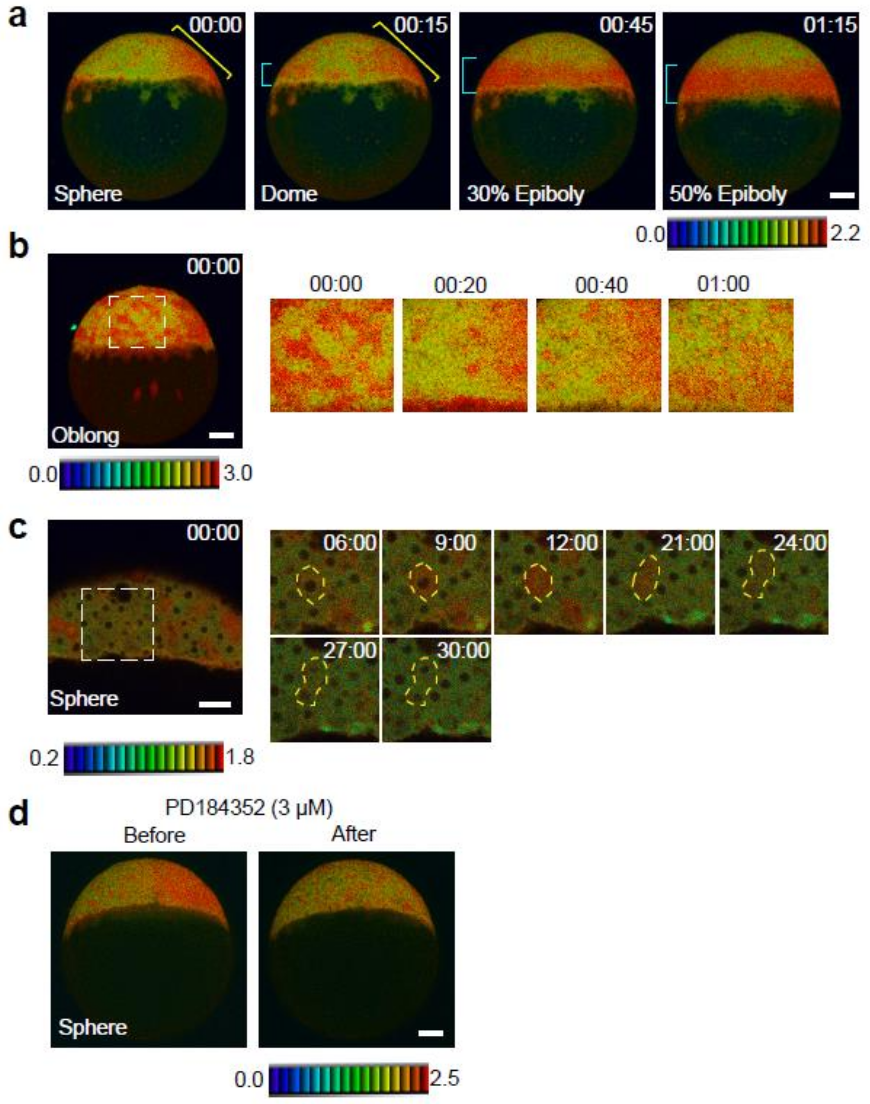 erkページ ERK Activity Dynamics during Zebrafish Embryonic Development