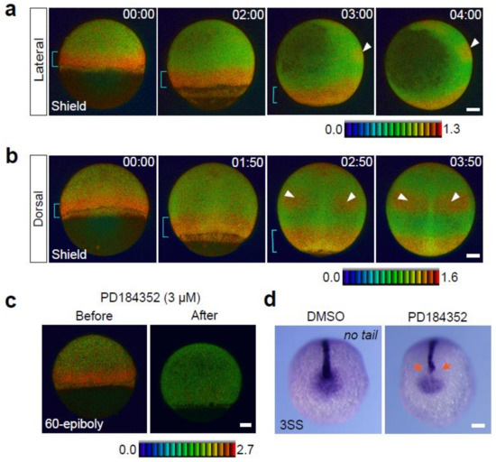 erkページ ERK Activity Dynamics during Zebrafish Embryonic Development