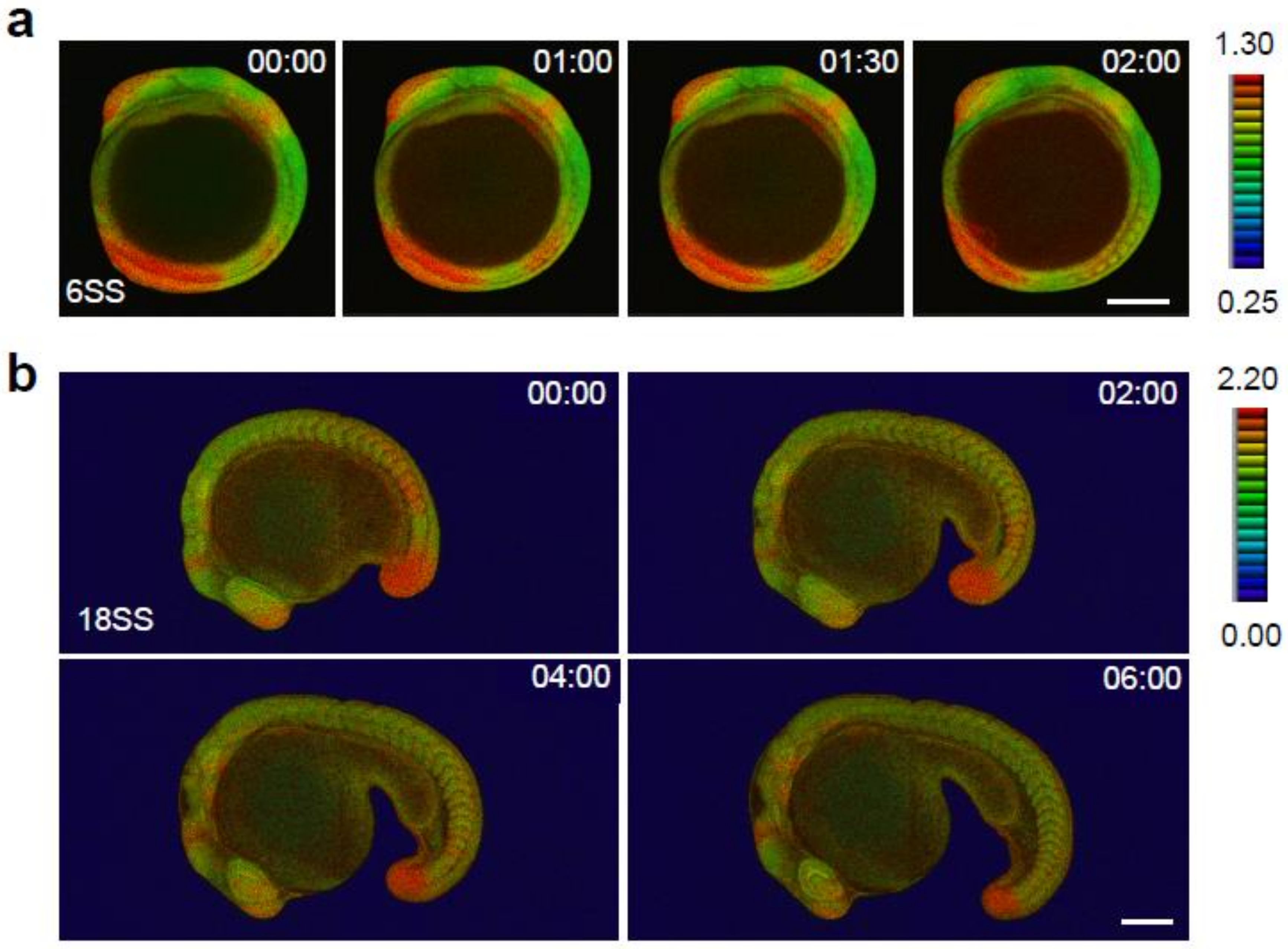 erkページ ERK Activity Dynamics during Zebrafish Embryonic Development