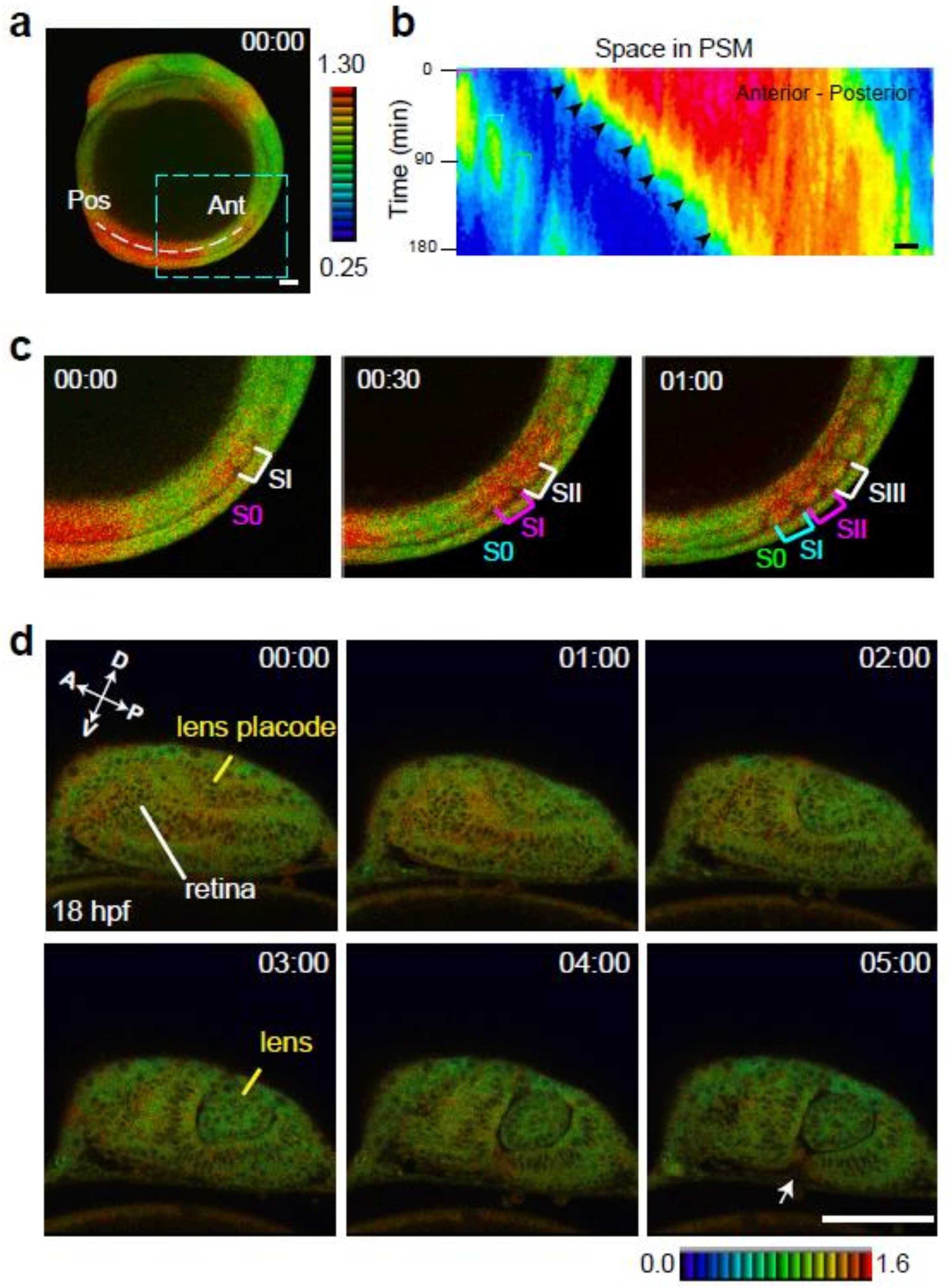 erkページ ERK Activity Dynamics during Zebrafish Embryonic Development