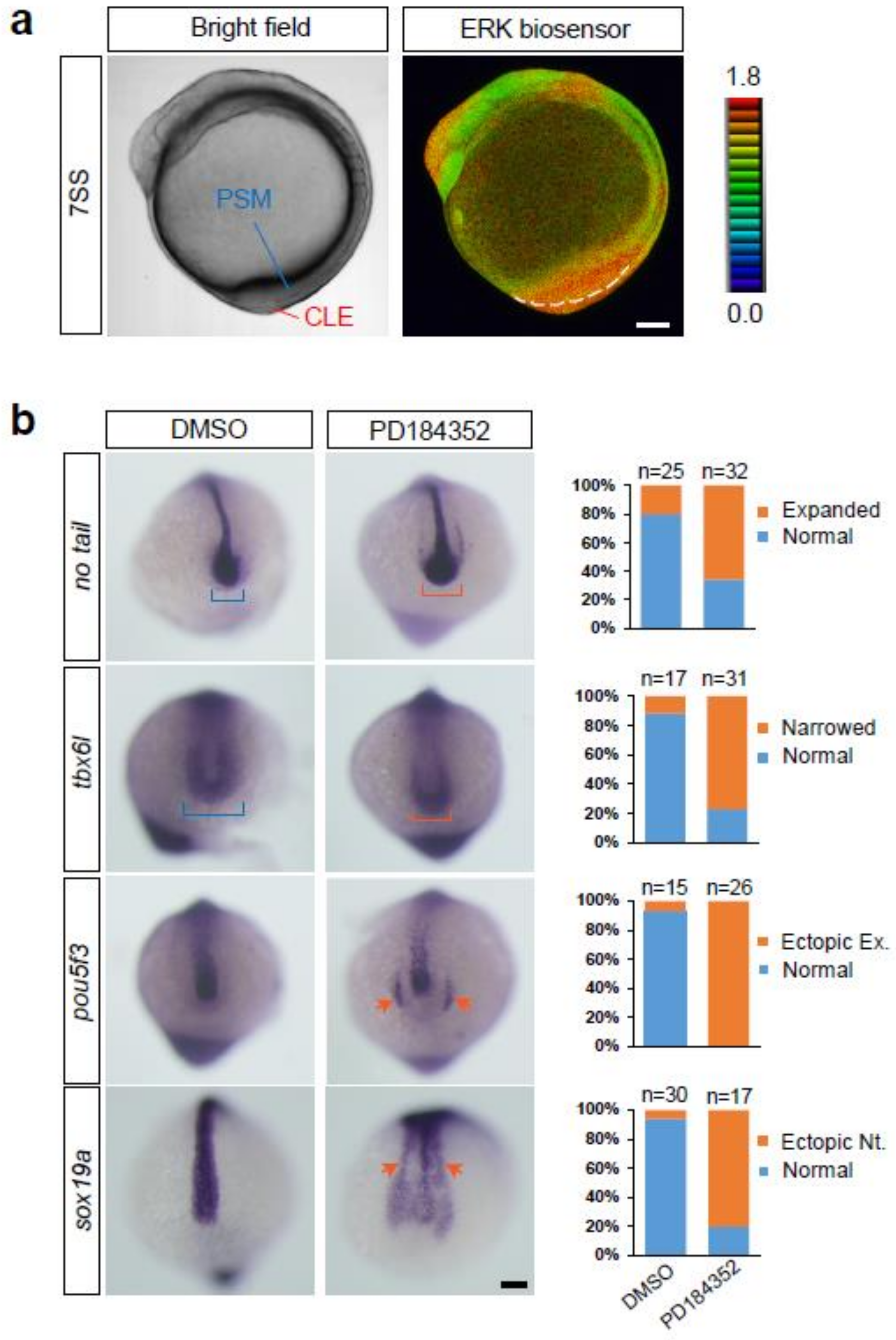erkページ ERK Activity Dynamics during Zebrafish Embryonic Development