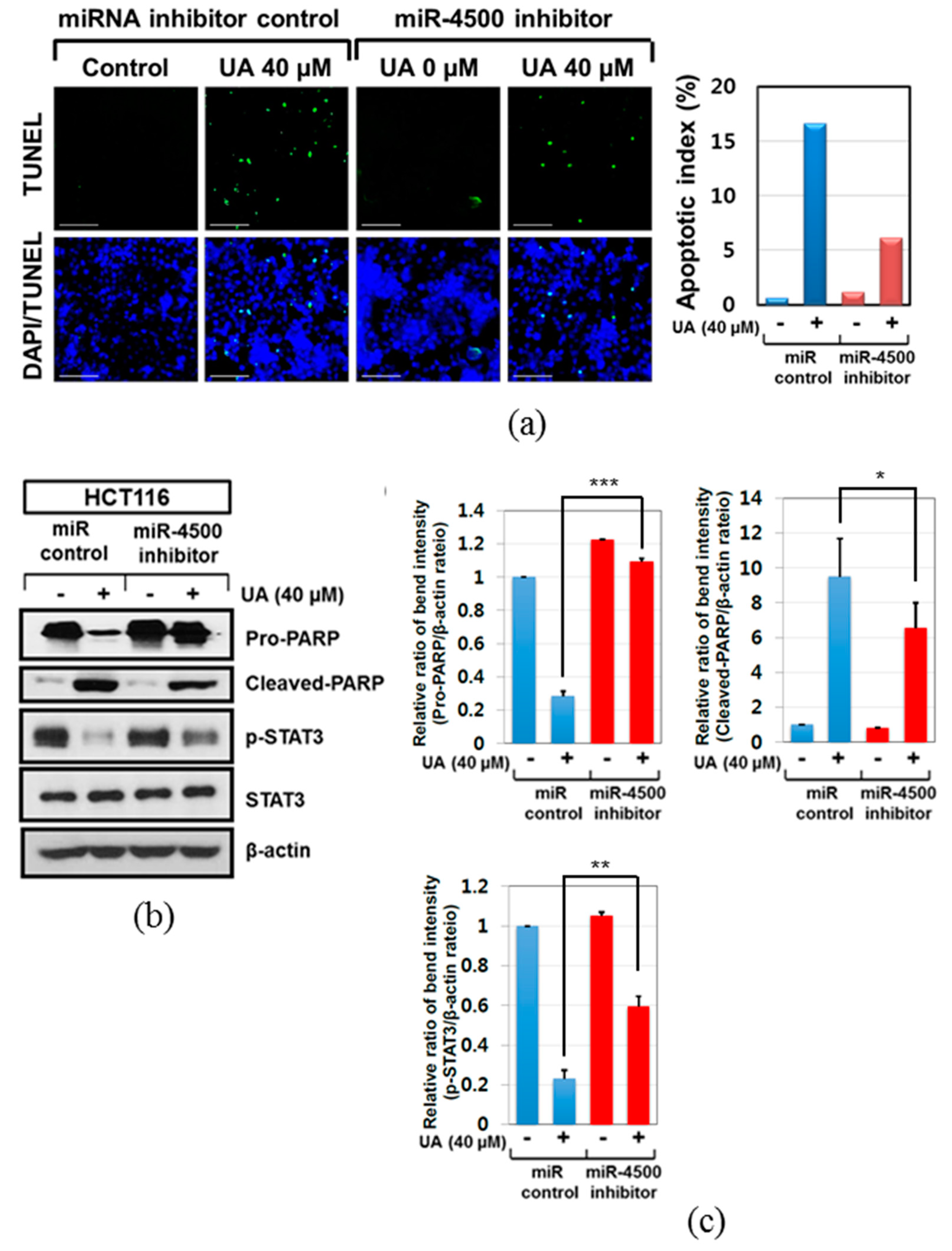 Ijms 20 00114 g005 Ijms 20 00114 g005
