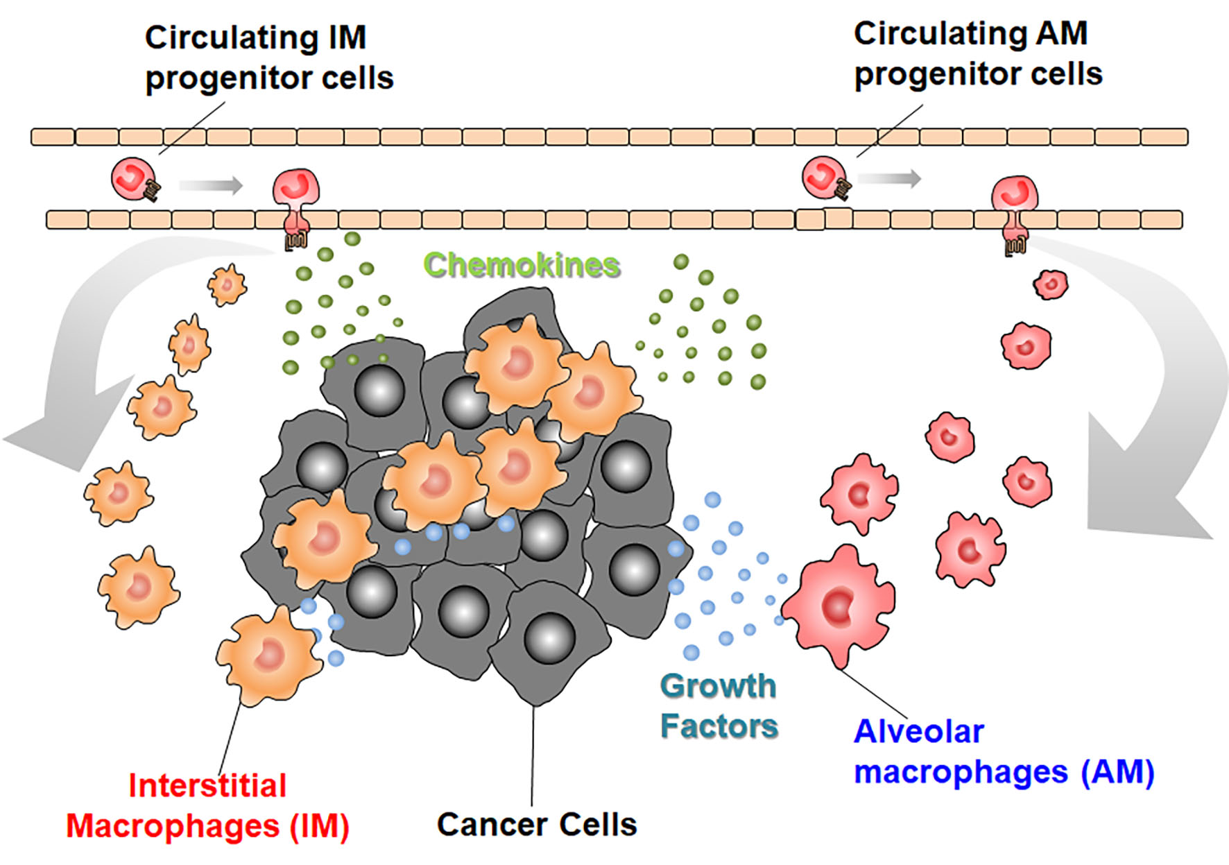 Ijms Free Full Text Lung Macrophages Multifunctional Regulator Cells For Metastatic Cells