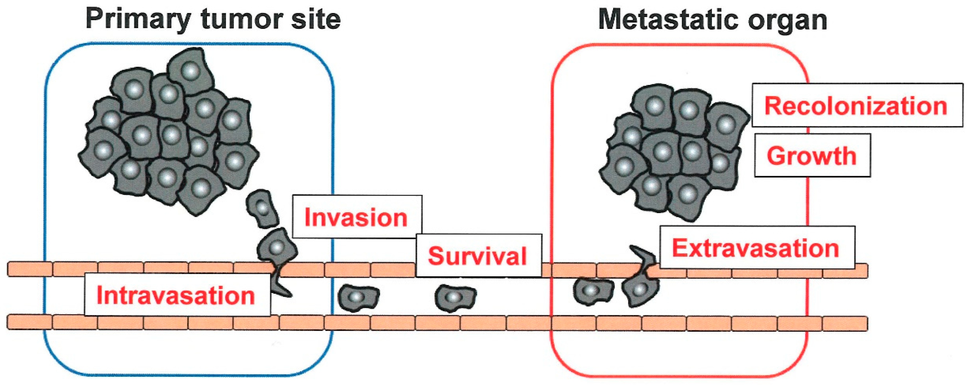 Ijms 20 00116 g001 Ijms 20 00116 g001