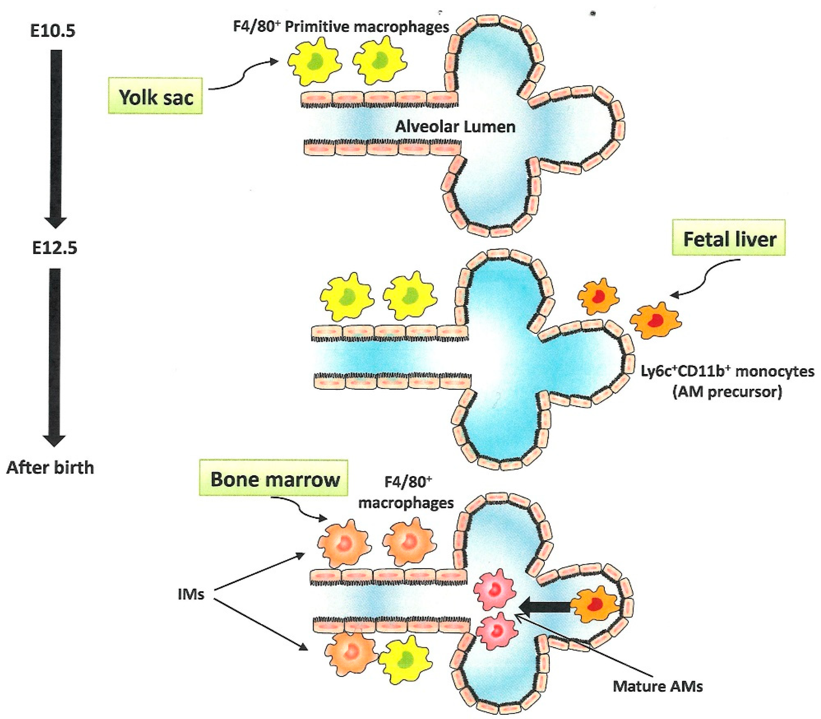 Ijms 20 00116 g002 Ijms 20 00116 g002