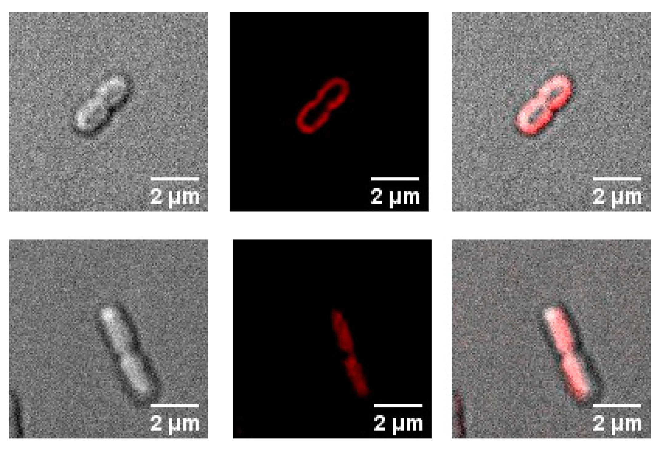 Ijms 20 00134 g005 Ijms 20 00134 g005