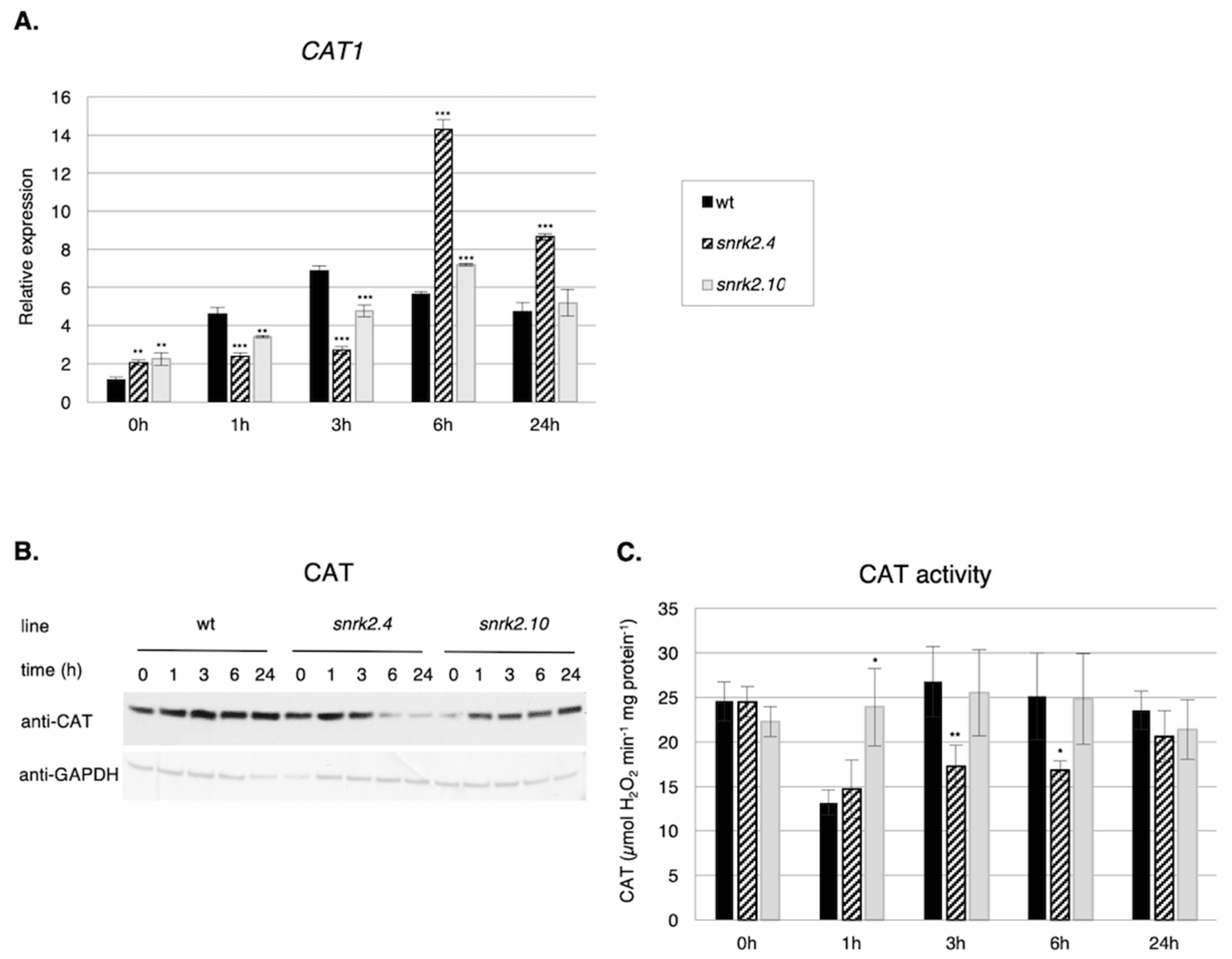 Ijms 20 00143 g003 Ijms 20 00143 g003