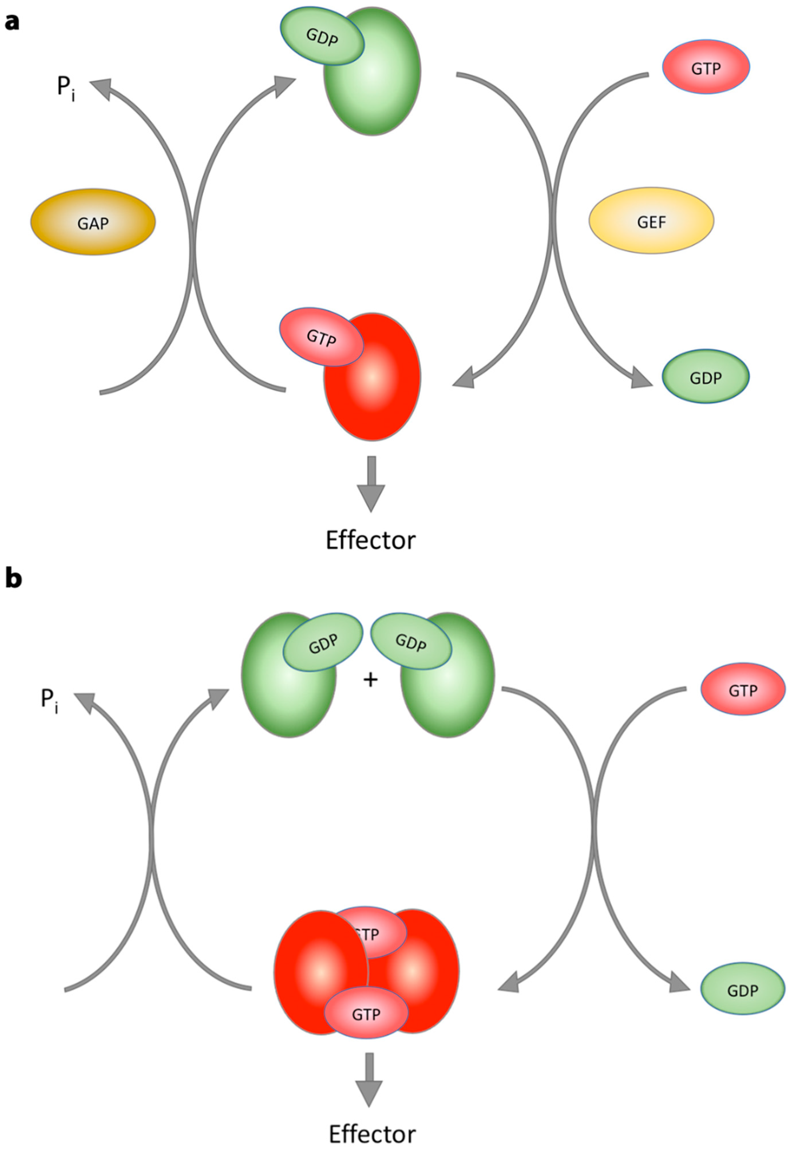 Ijms 20 00147 g004 Ijms 20 00147 g004