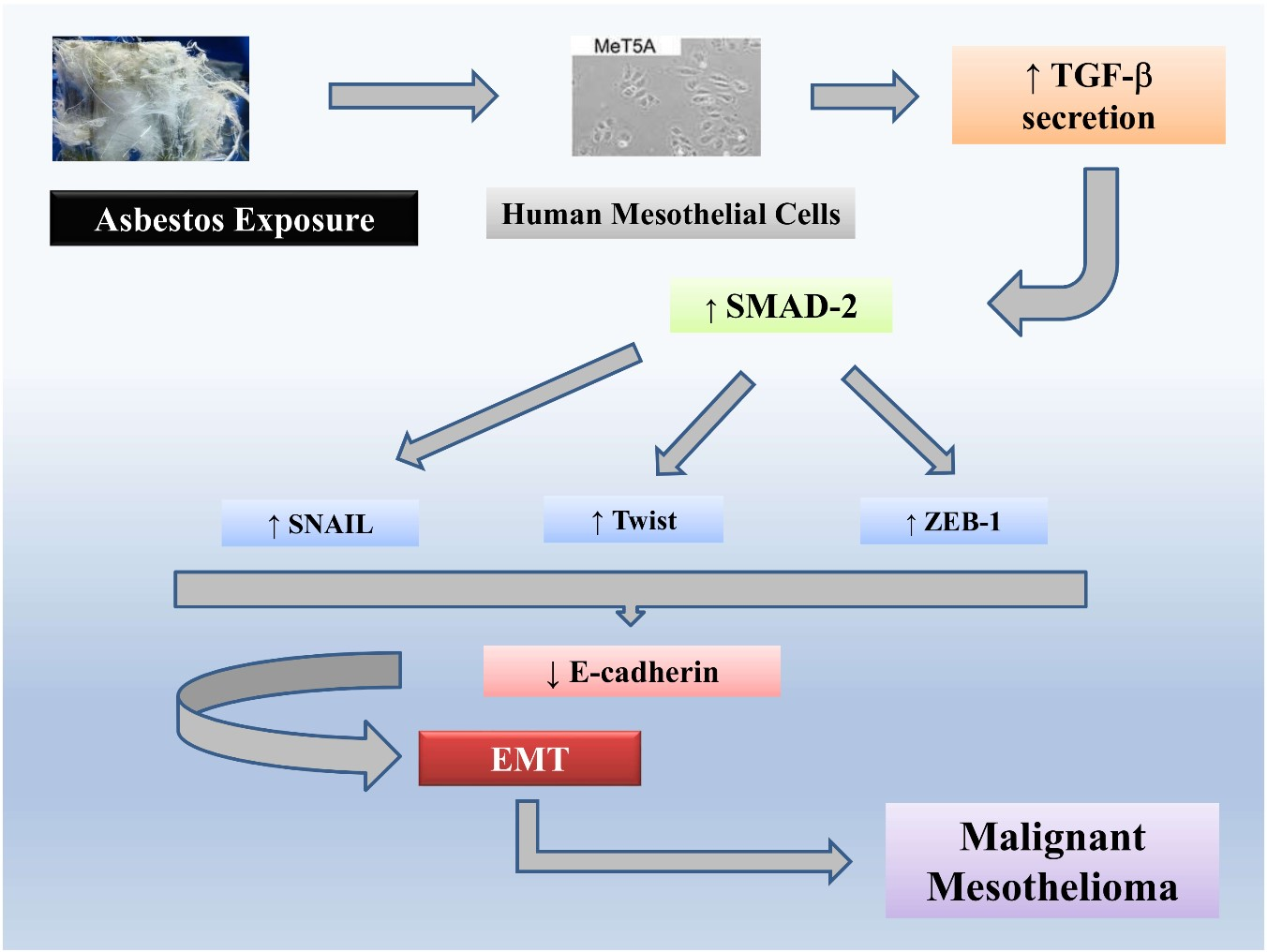 mesothelioma ihc stains