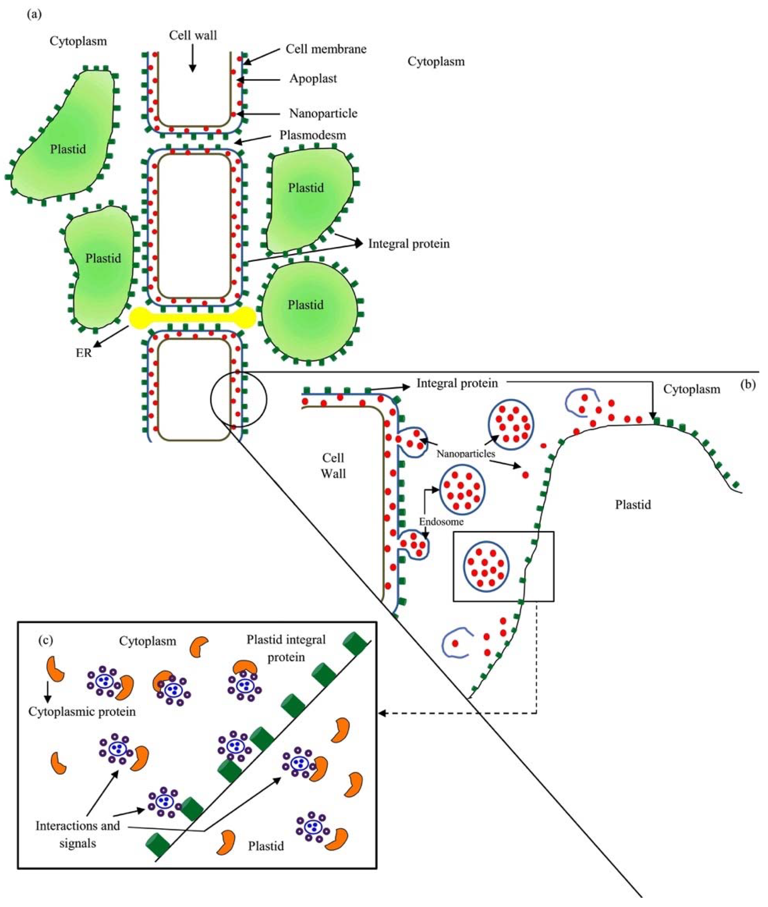 Ijms 20 00162 g004 Ijms 20 00162 g004