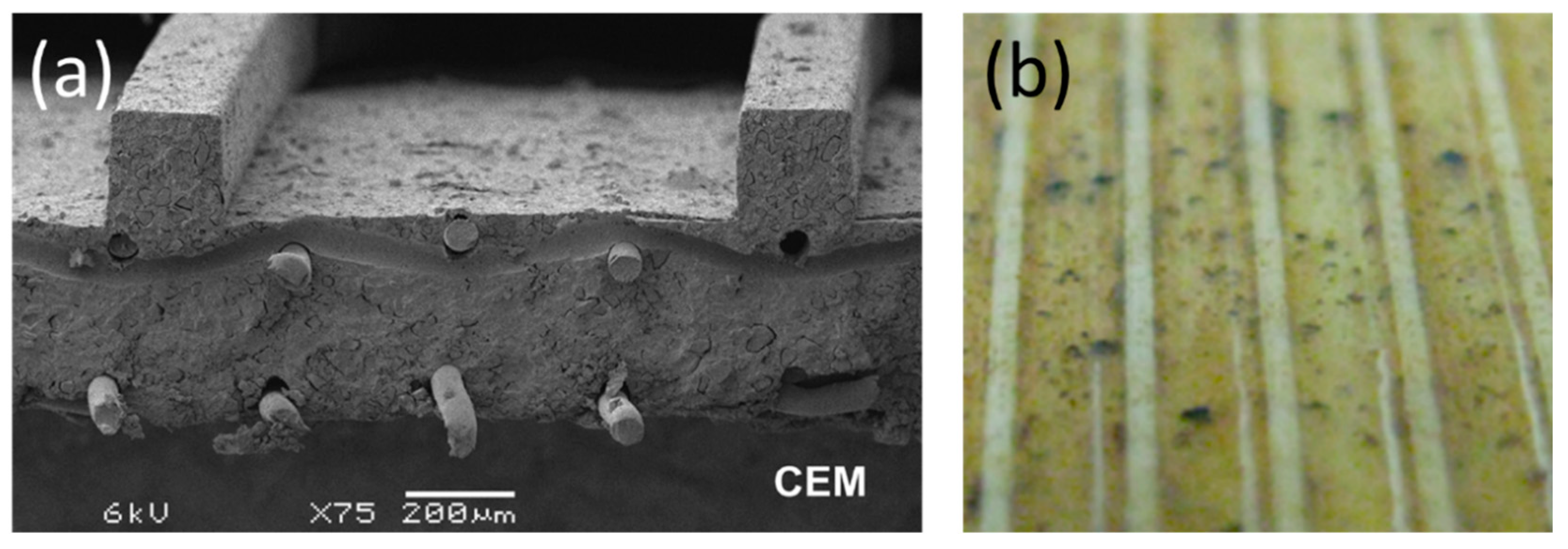 Ijms 20 00165 g001 Ijms 20 00165 g001