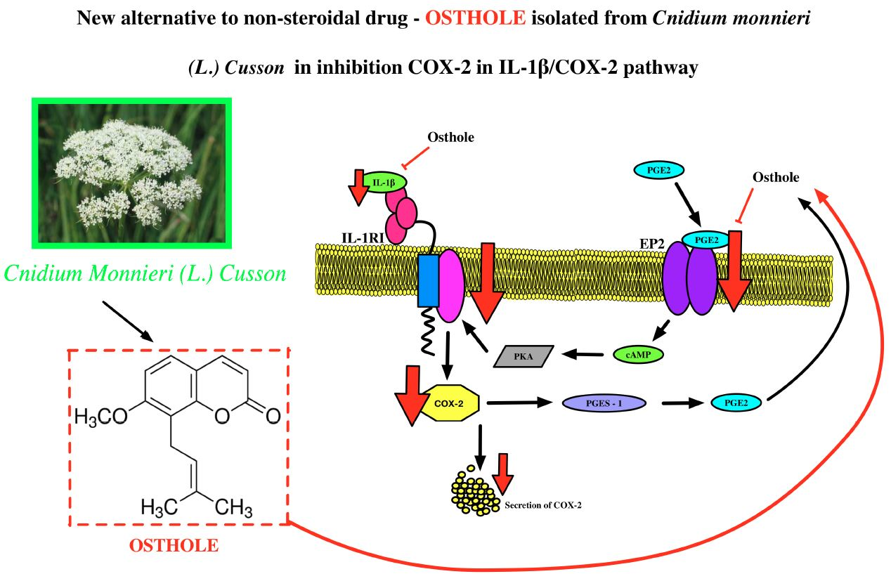 IJMS Free FullText High Expression of IL1RI and EP2 Receptors in