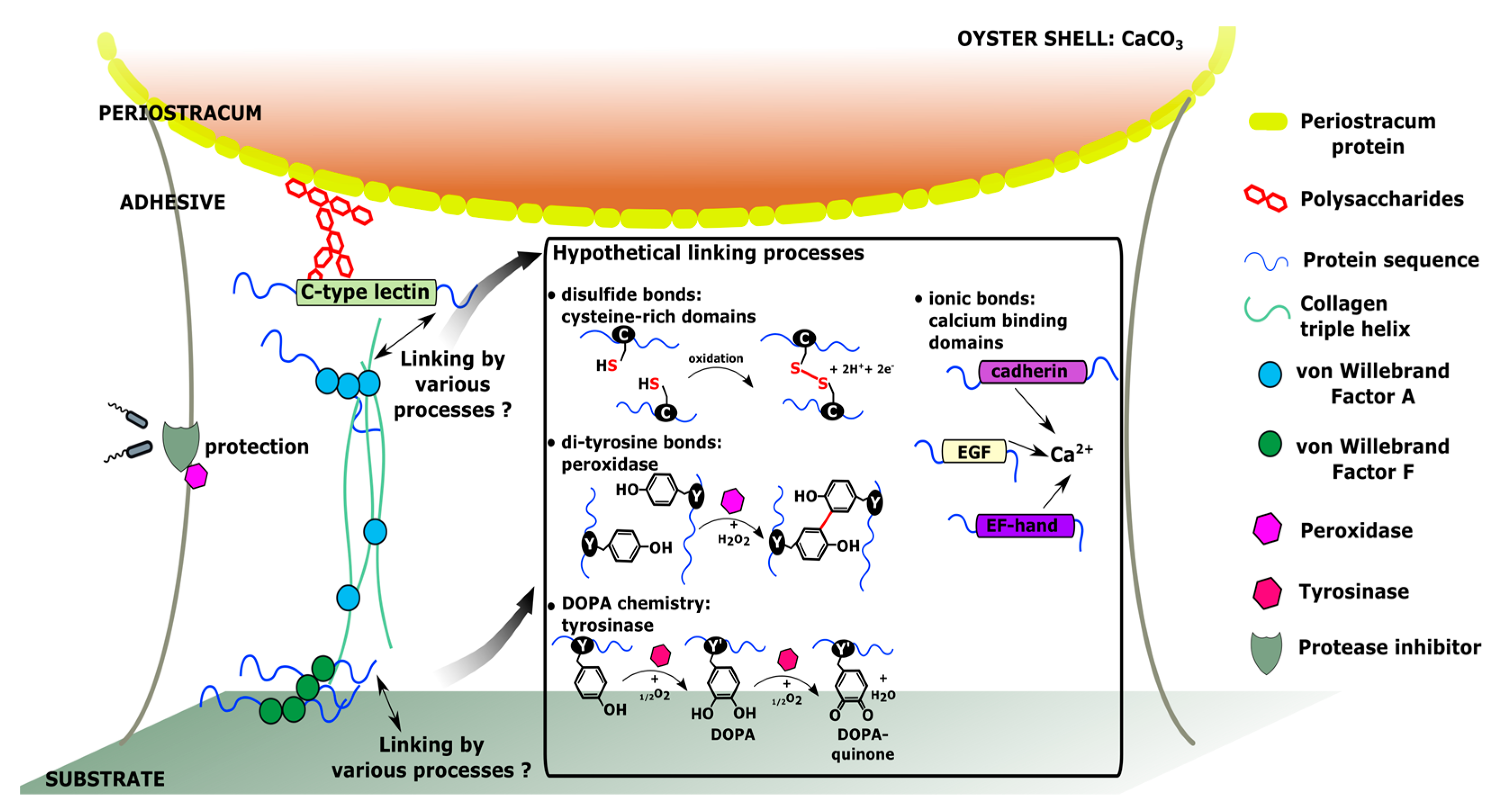 Ijms 20 00197 g002 Ijms 20 00197 g002