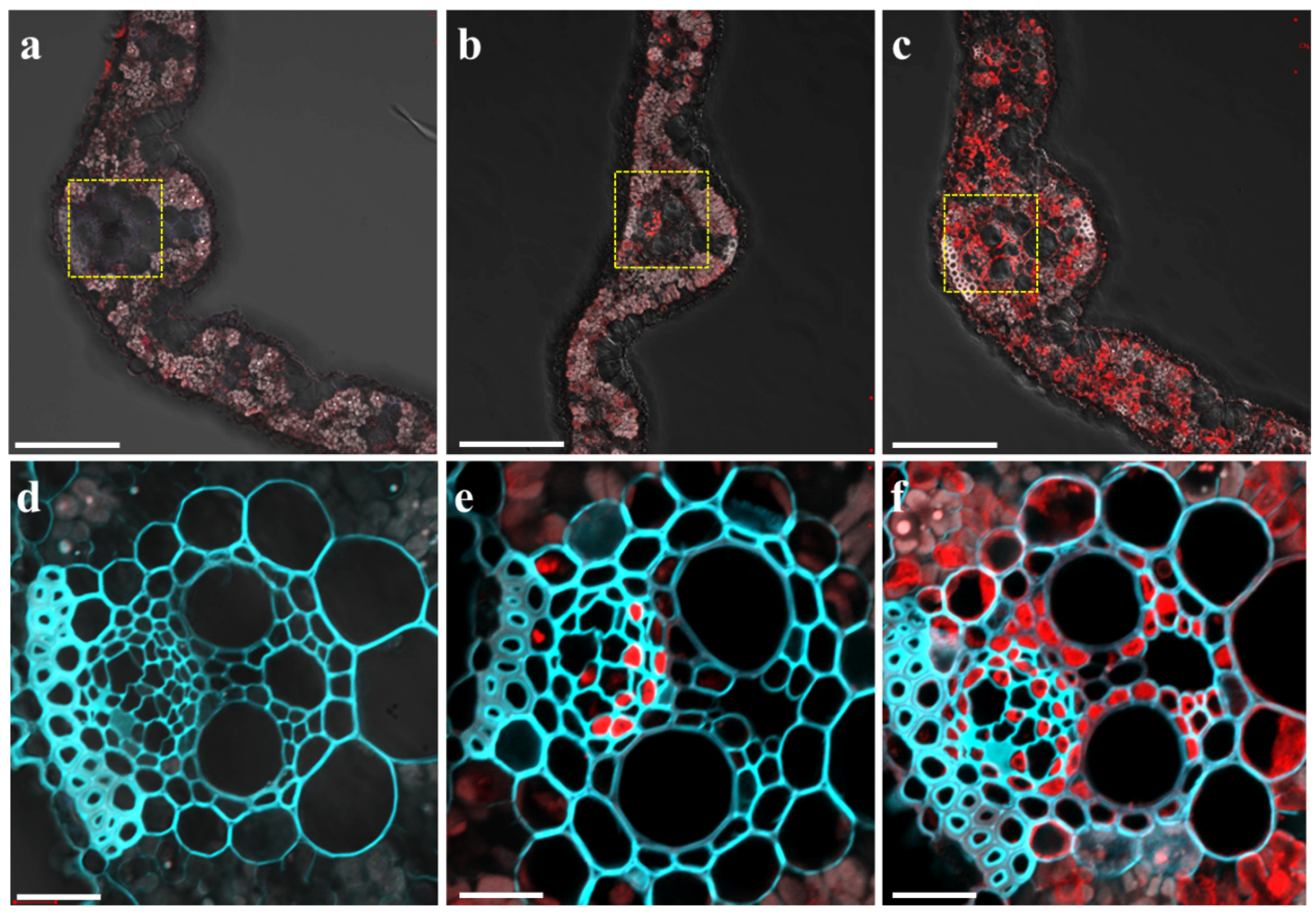 Ijms 20 00207 g002 Ijms 20 00207 g002