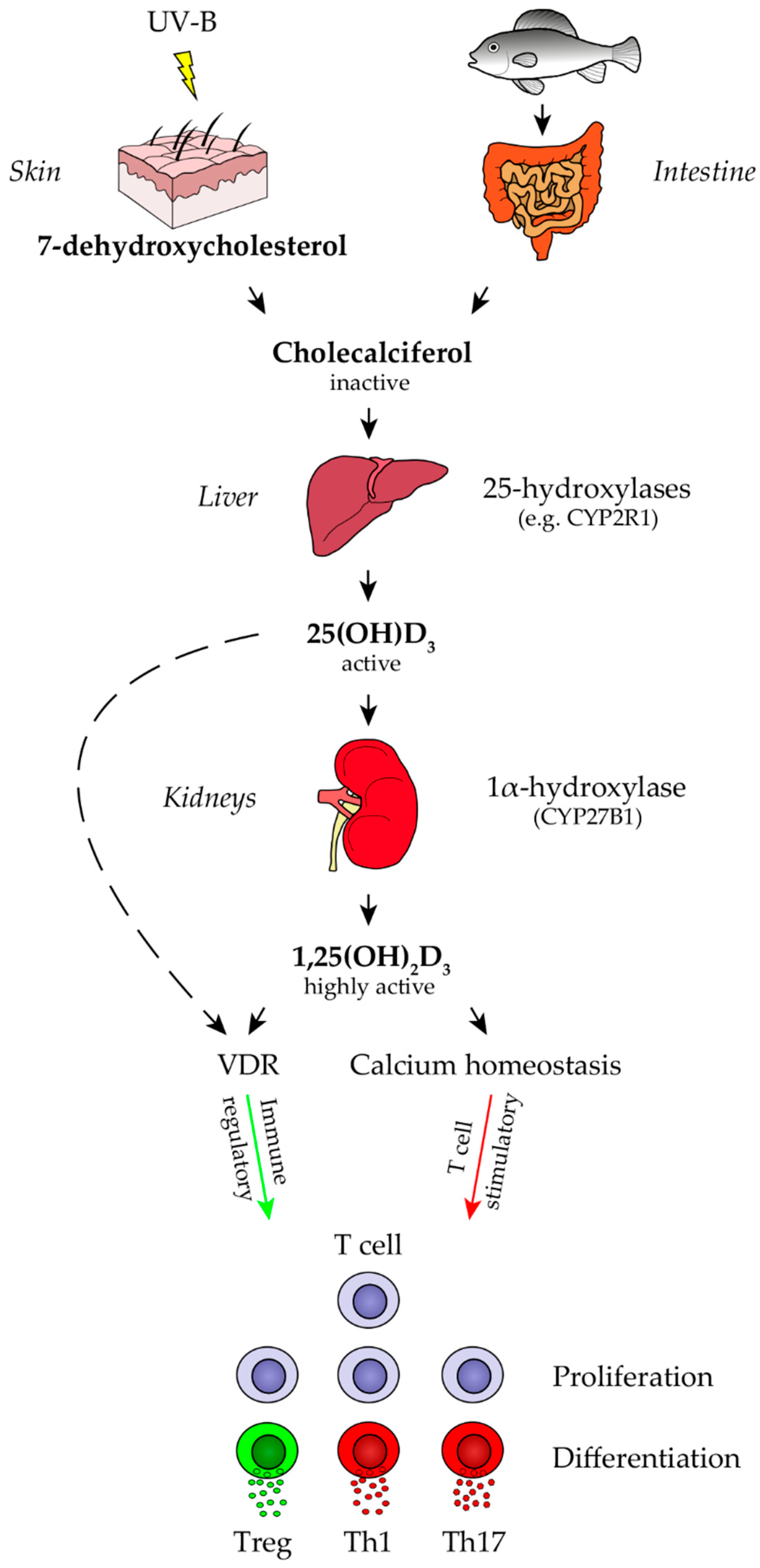 Ijms Free Full Text Vitamin D Supplementation In Central