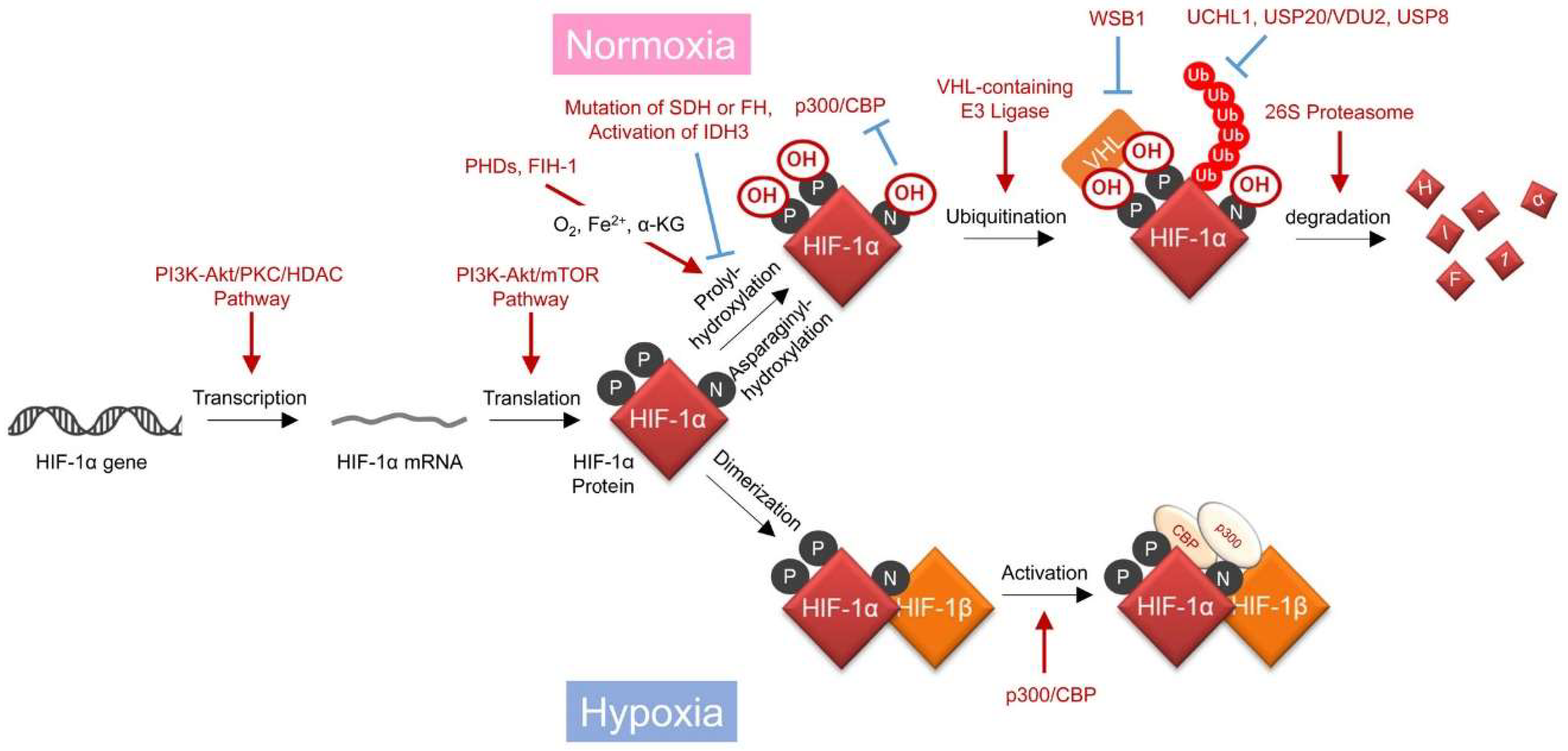 Ijms 20 00238 g001 Ijms 20 00238 g001