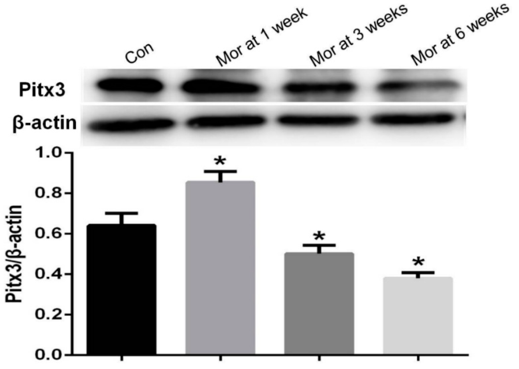 Ijms 20 00250 g007 Ijms 20 00250 g007