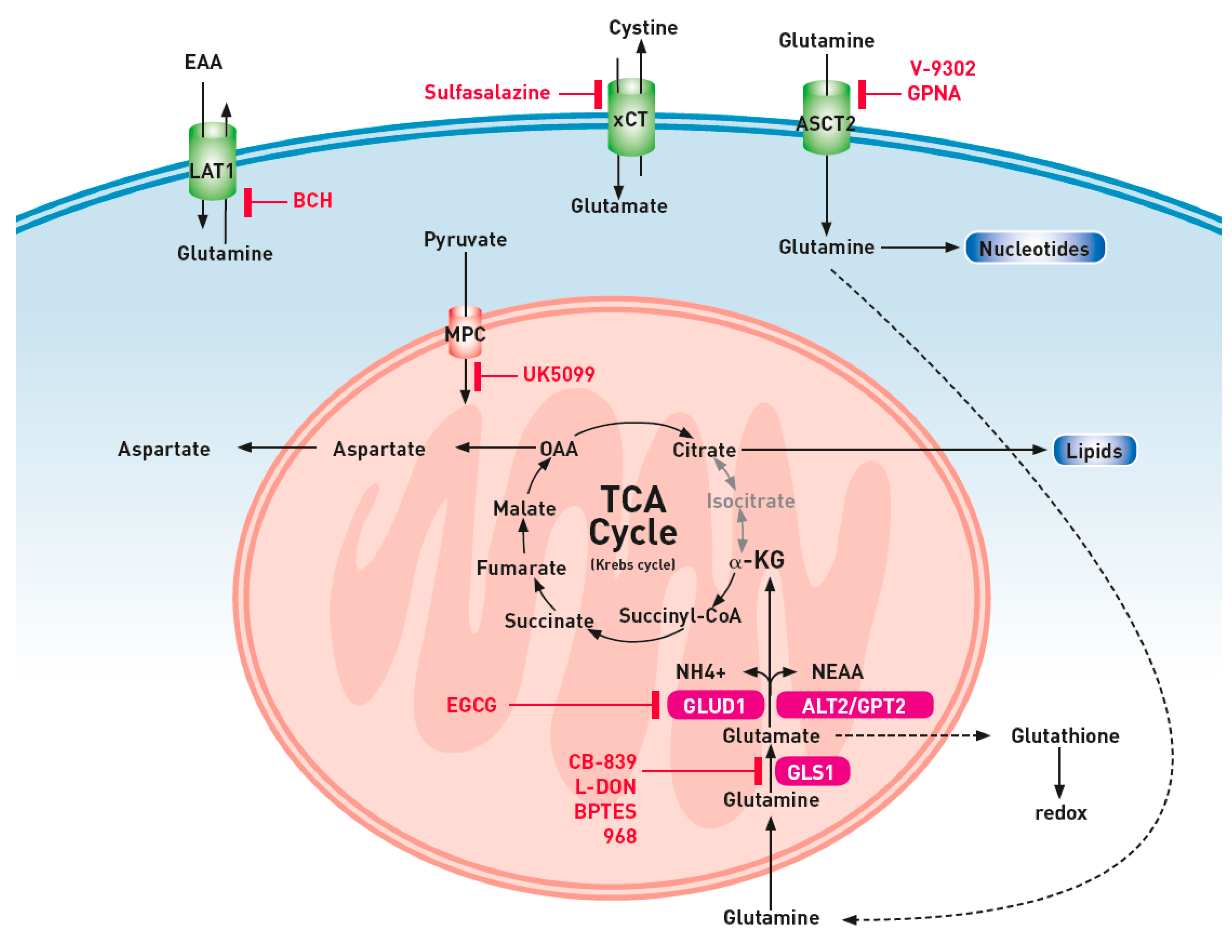IJMS Free FullText Glutamine Addiction and Therapeutic Strategies