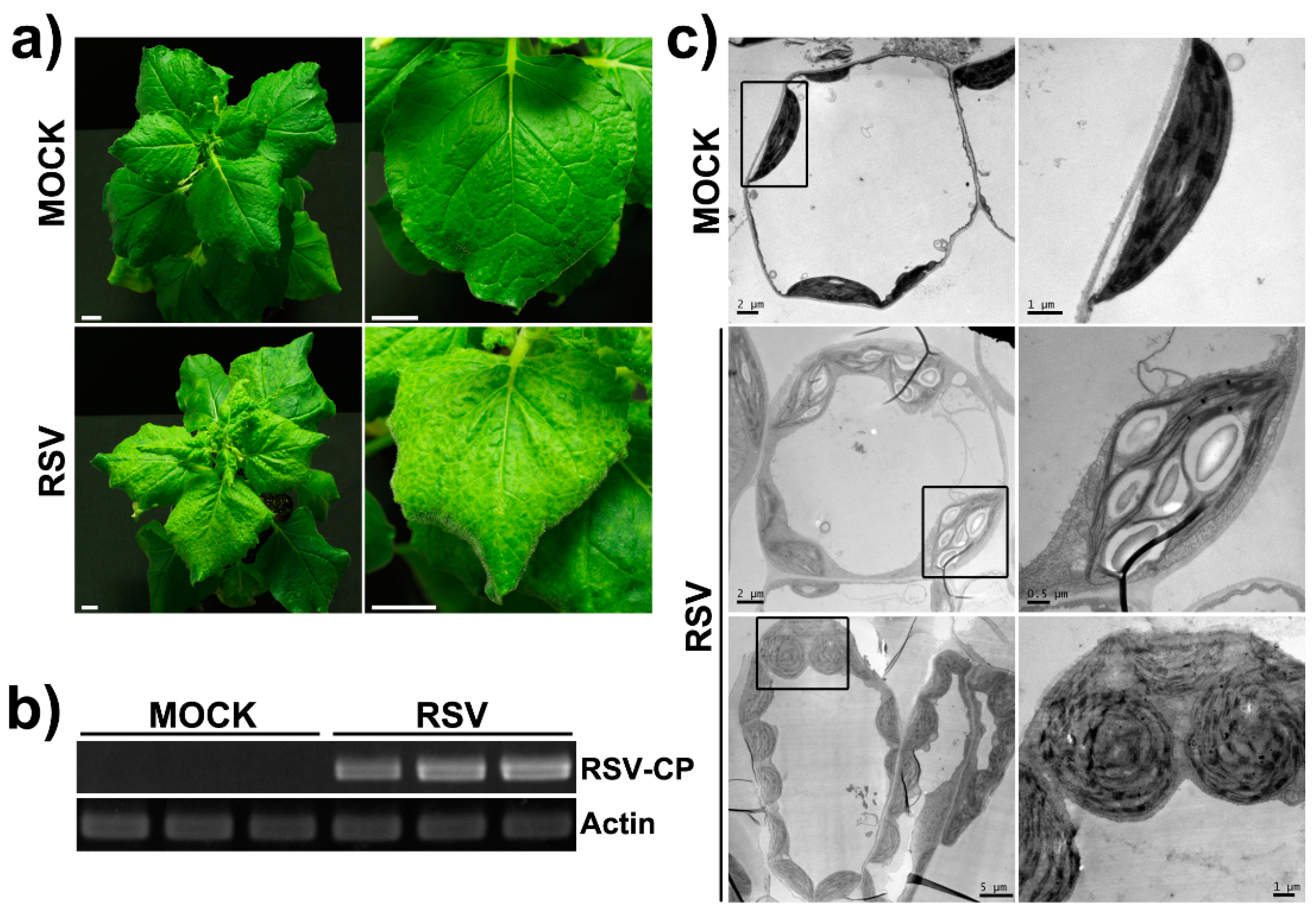 Ijms 20 00253 g001 Ijms 20 00253 g001