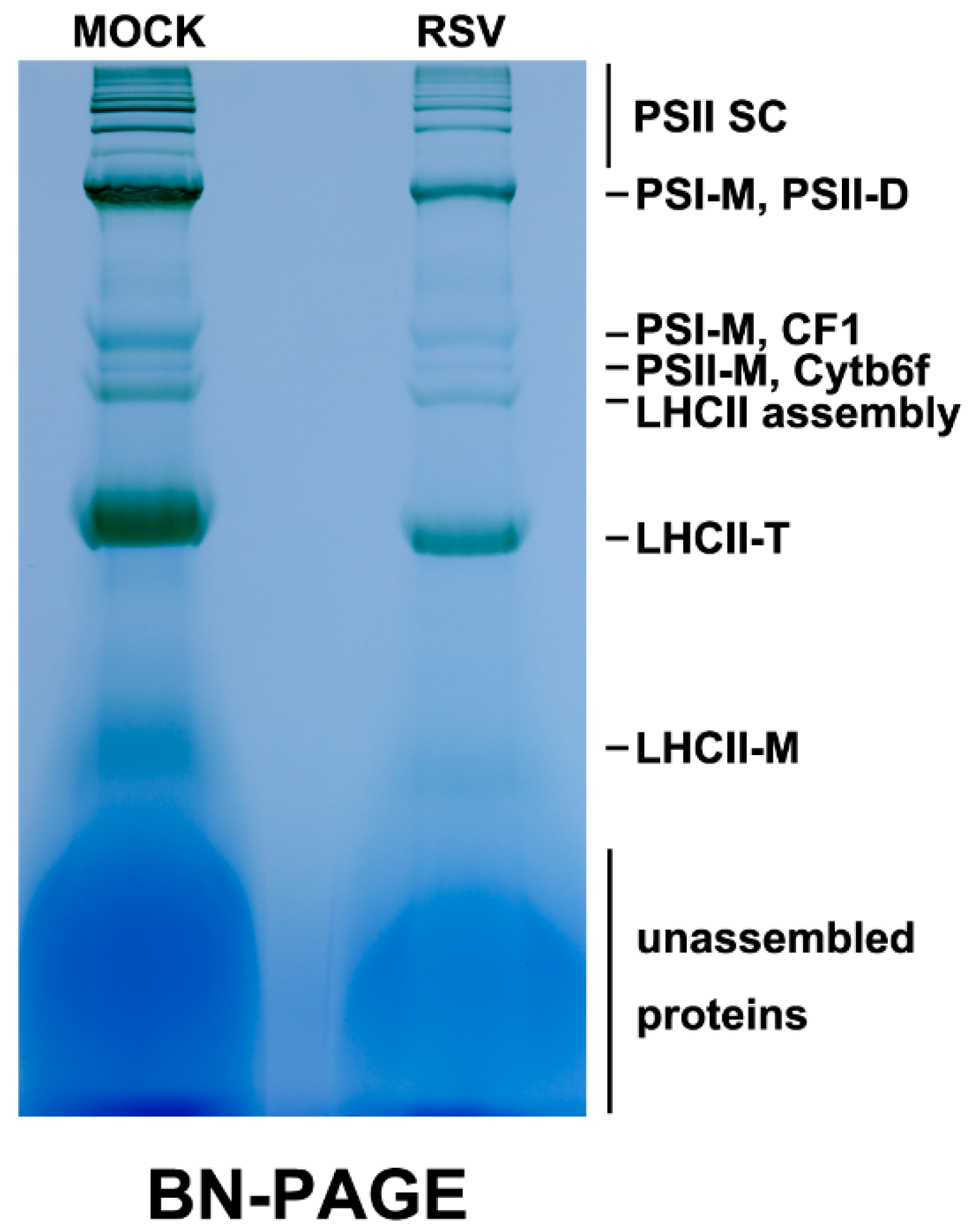 Ijms 20 00253 g002 Ijms 20 00253 g002